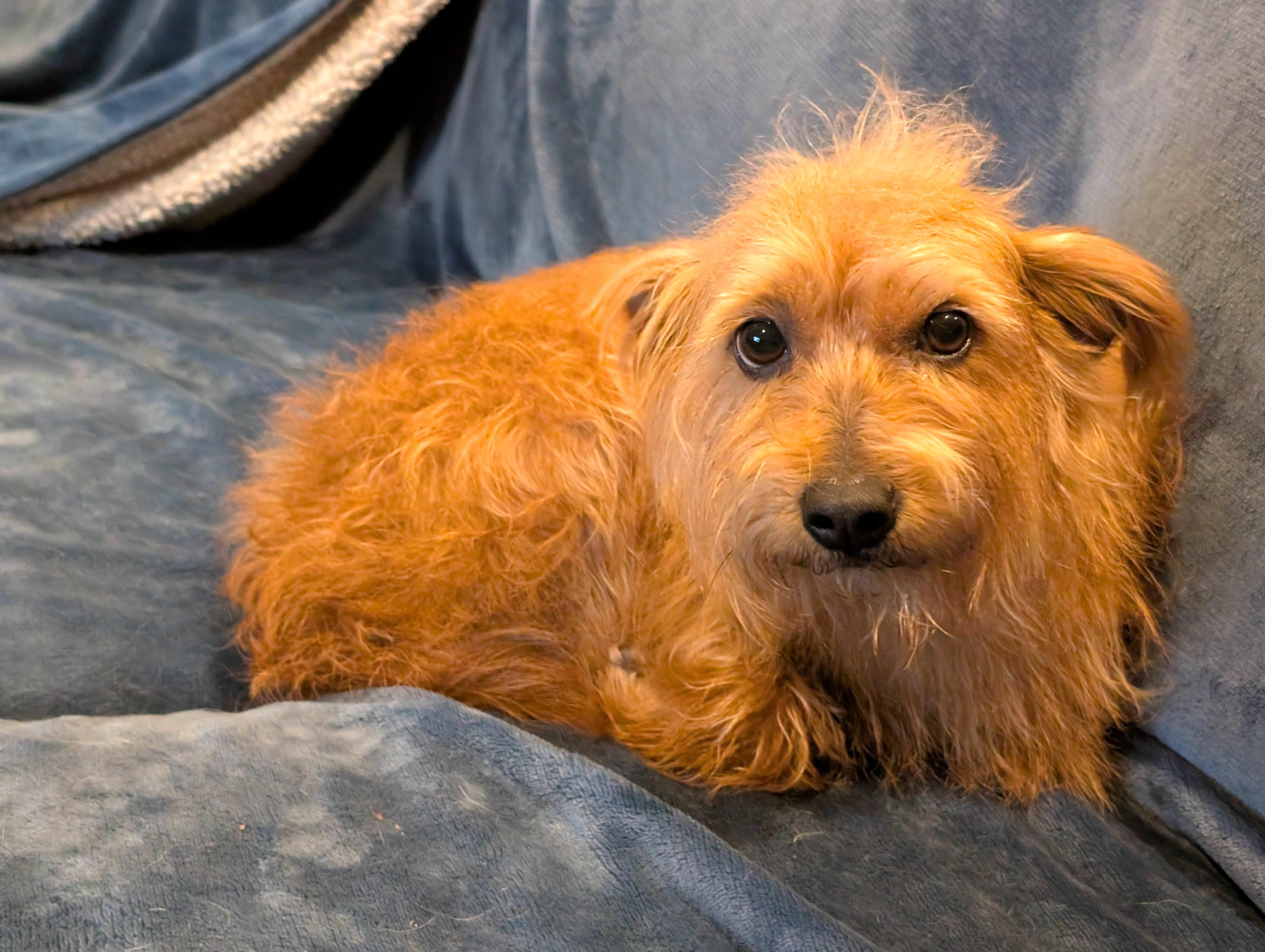 Enlarge Sophia, an adoptable mixed breed in Worcester, MA image 3/4