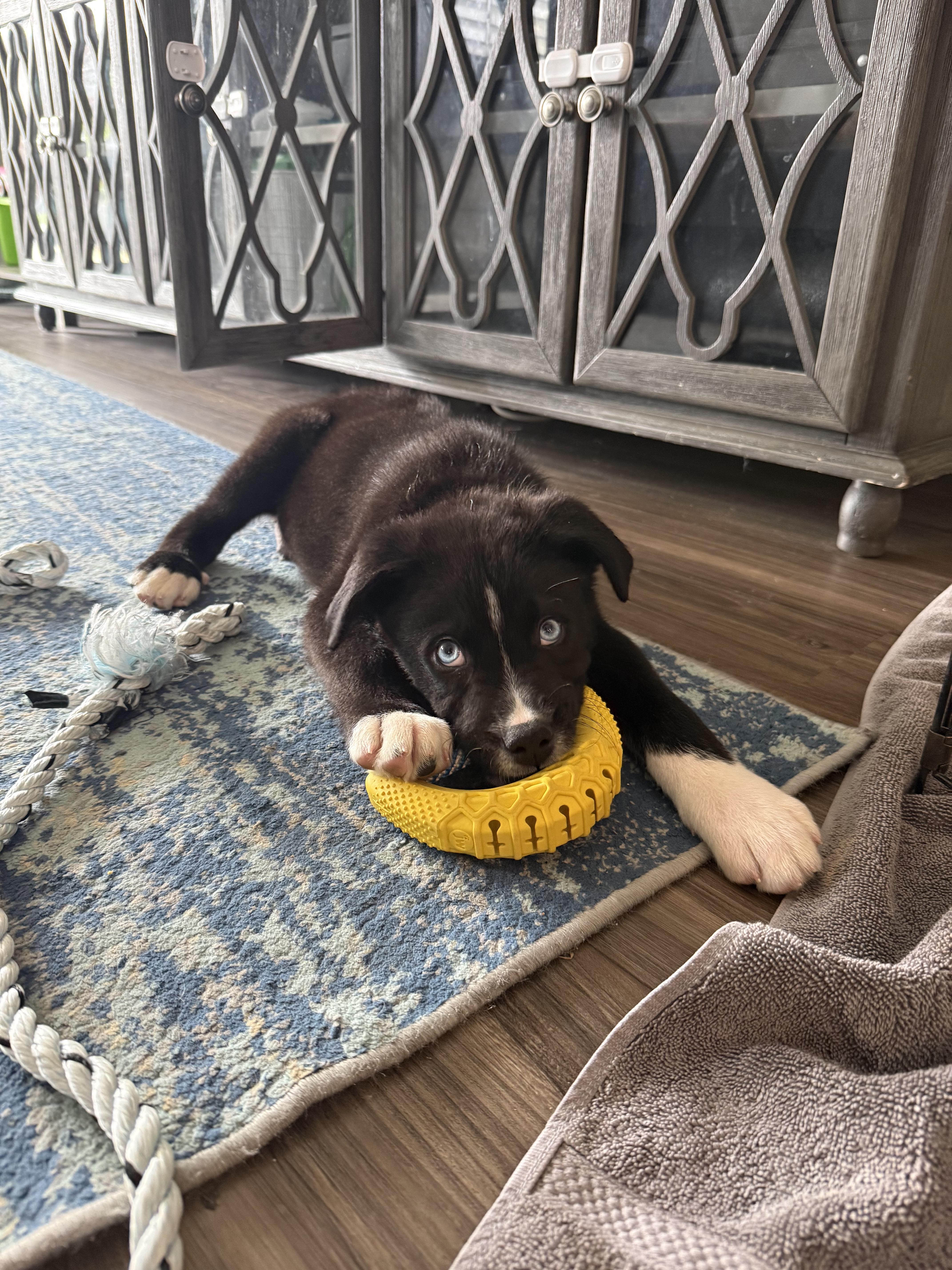 Pip, Adopted, Young Male Siberian Husky & Australian Shepherd.