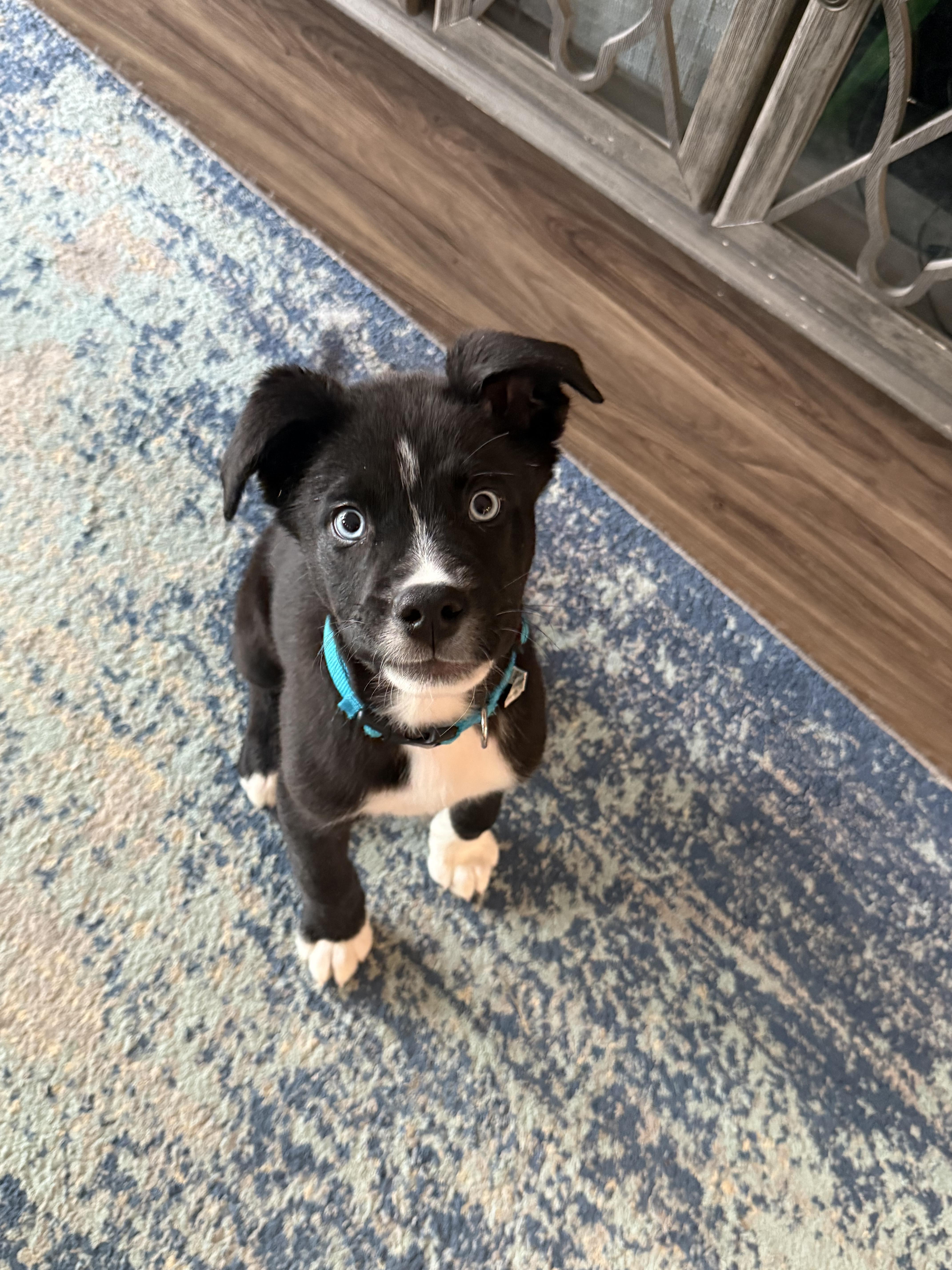 Enlarge Pip, a Adopted mixed breed in Chico, CA image 2/6