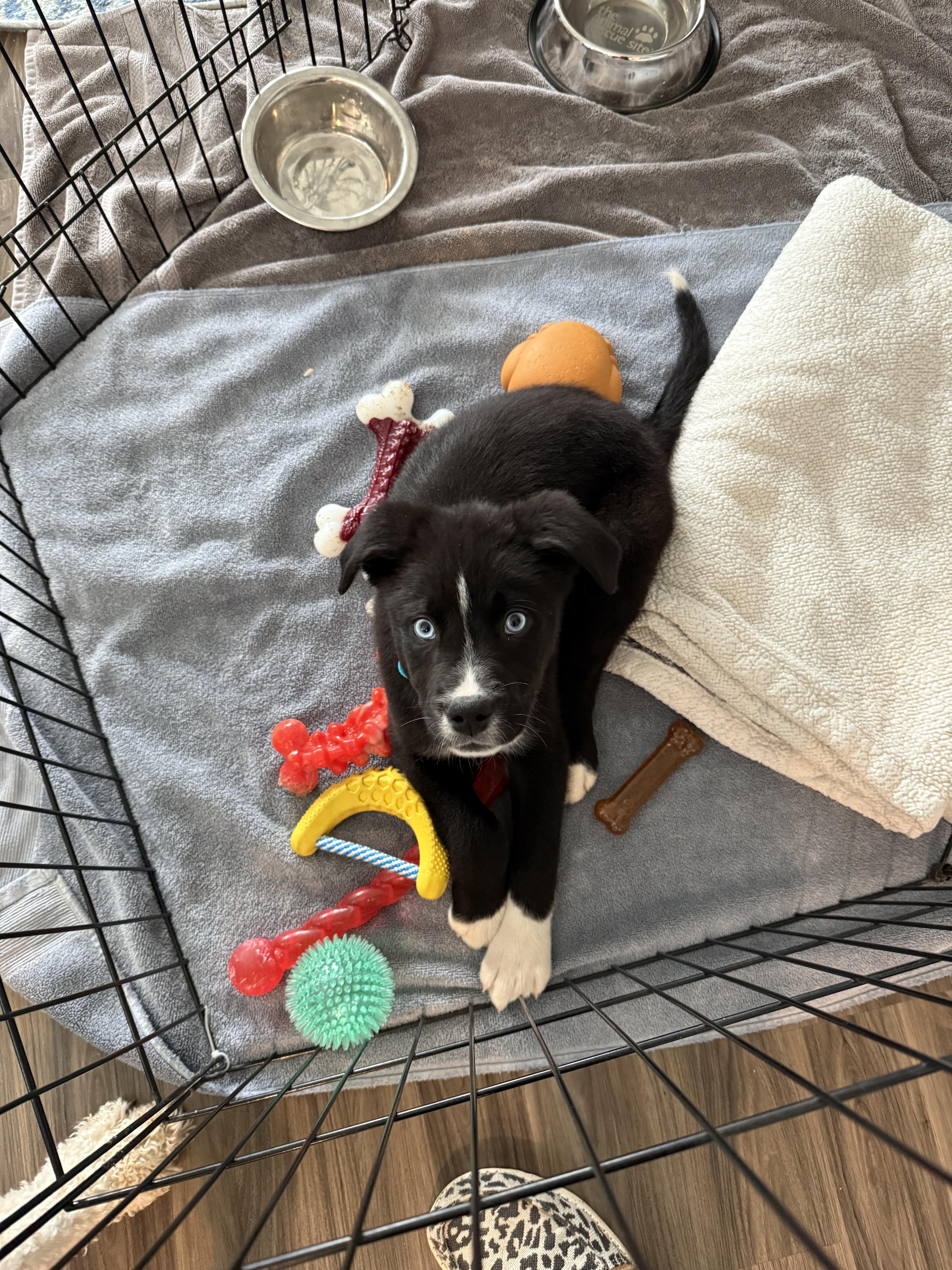 Enlarge Pip, a Adopted mixed breed in Chico, CA image 3/6