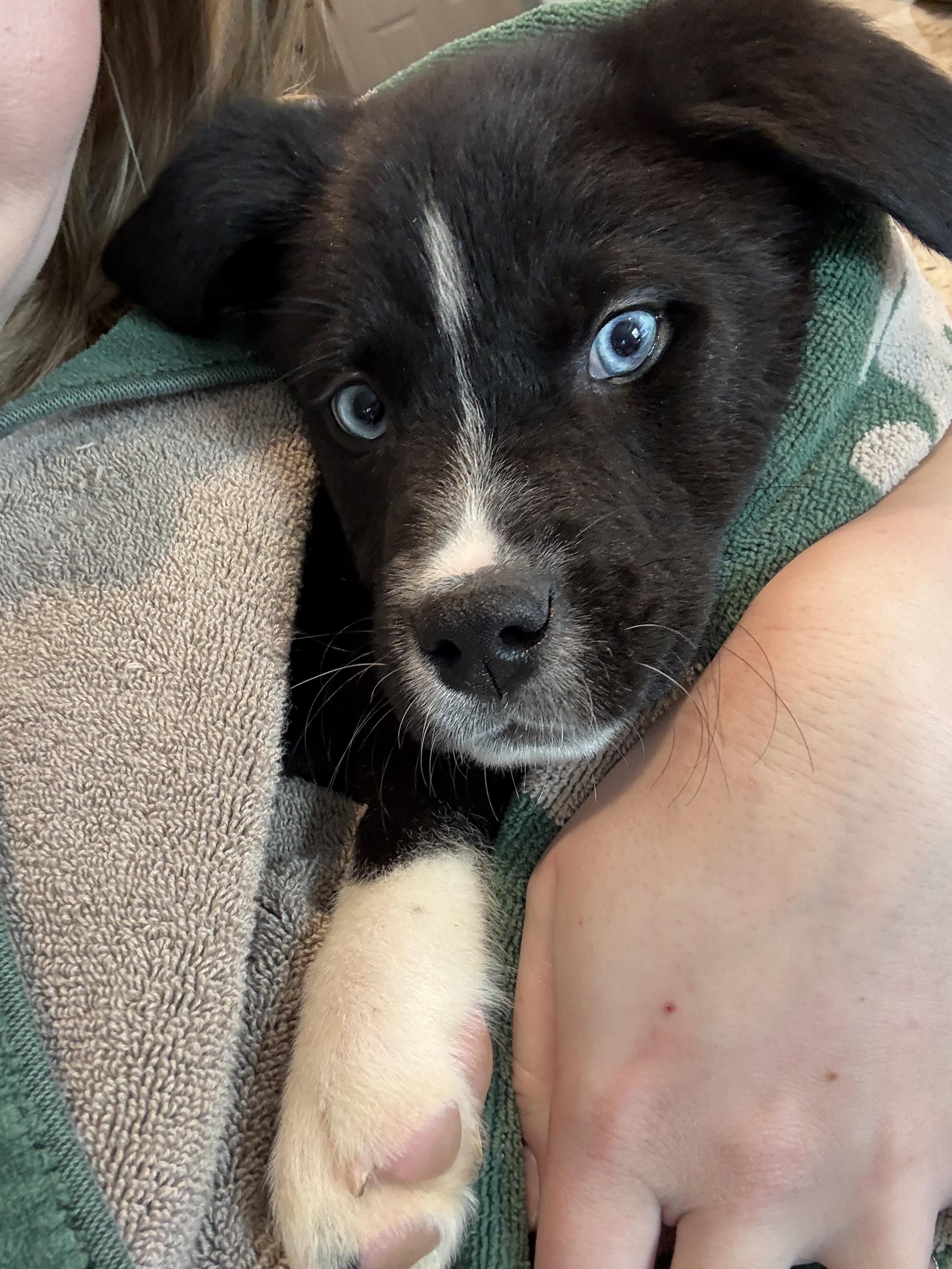 Enlarge Pip, a Adopted mixed breed in Chico, CA image 4/6