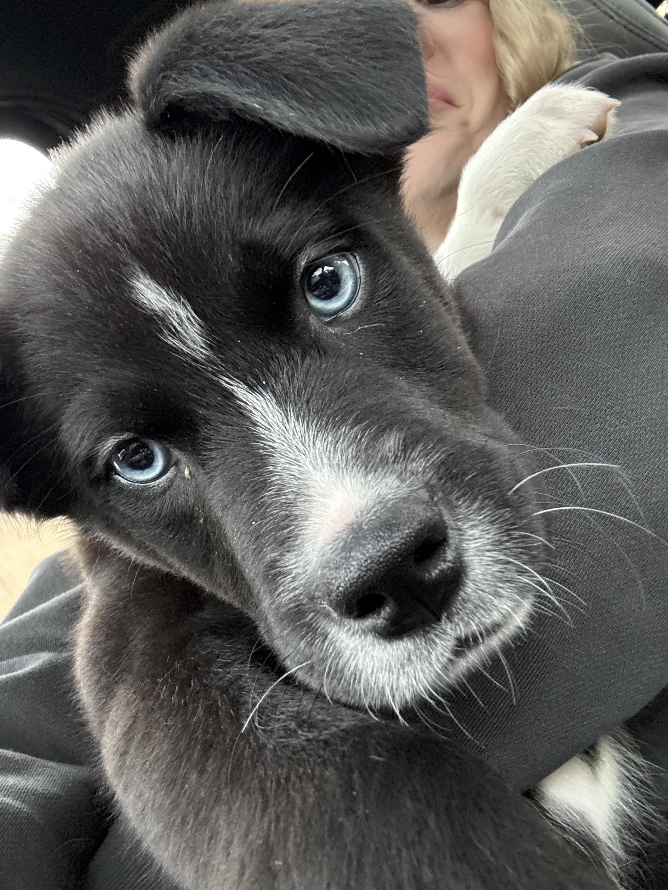 Enlarge Pip, a Adopted mixed breed in Chico, CA image 5/6