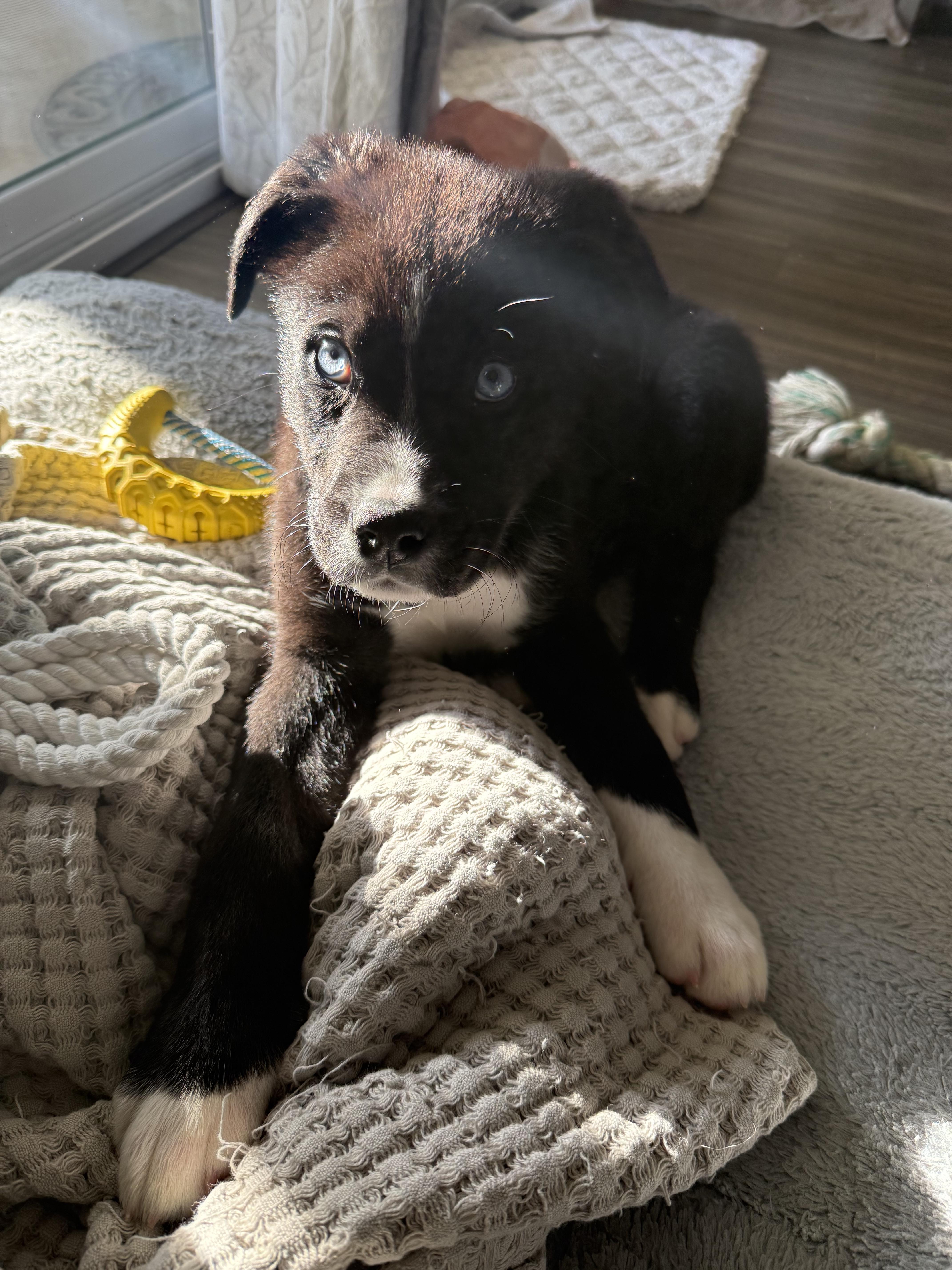 Enlarge Pip, a Adopted mixed breed in Chico, CA image 6/6