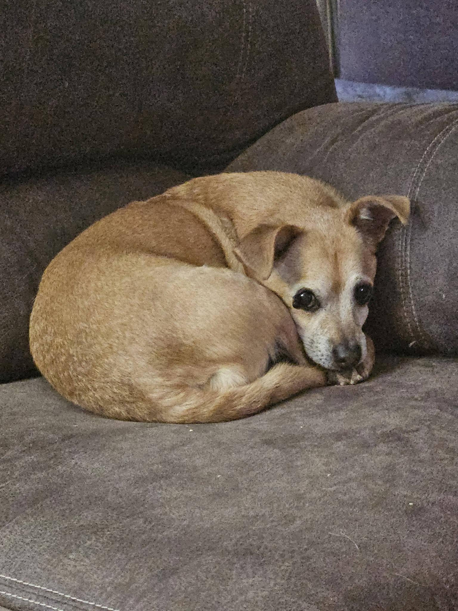 Enlarge Chewey, a ADOPTABLE Chihuahua in Chino valley, AZ image 3/3