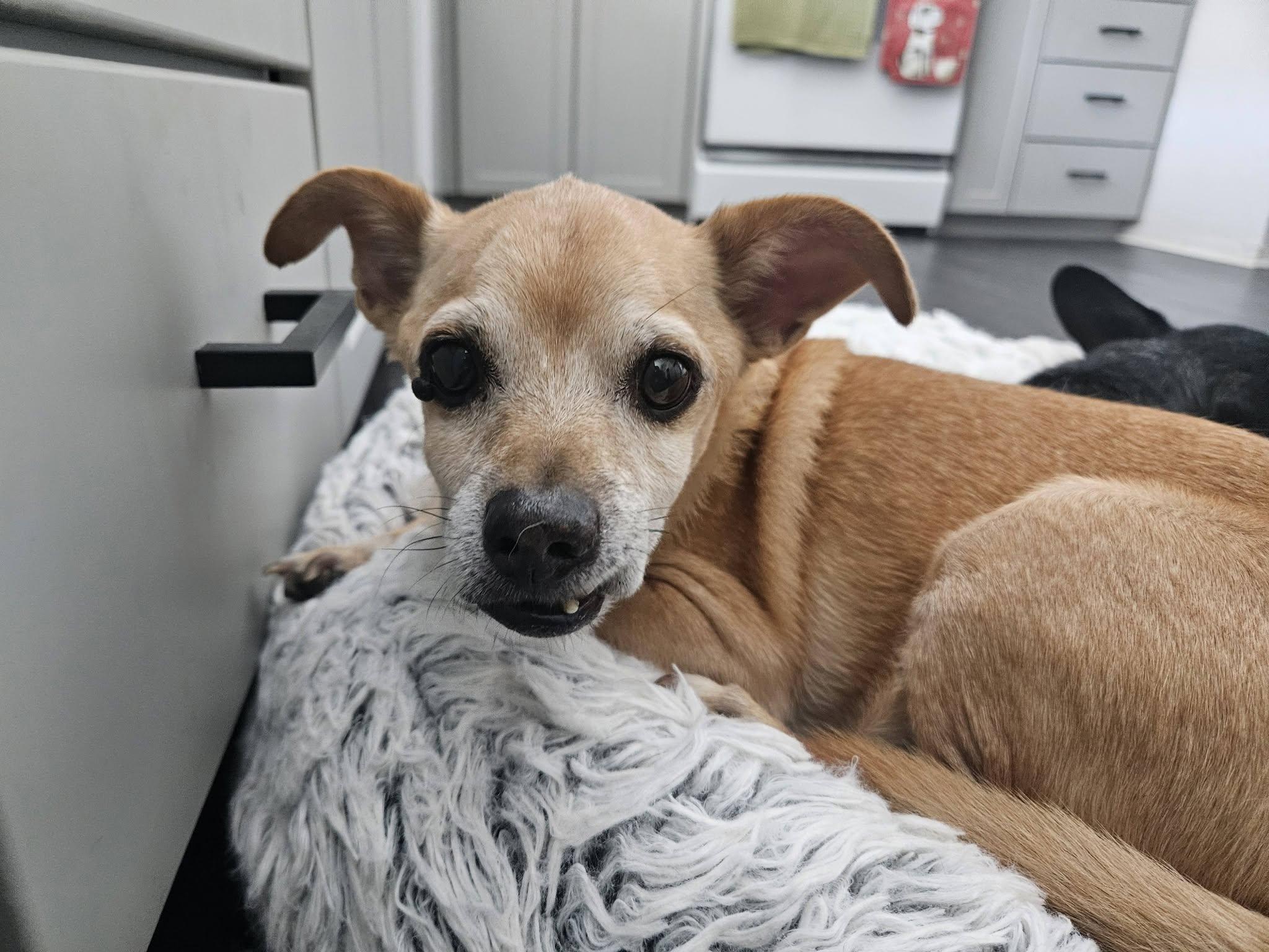 Chewey, ADOPTABLE, Senior Male Chihuahua.