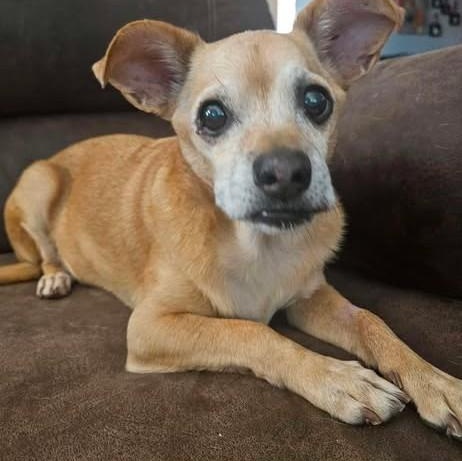 Enlarge Chewey, a ADOPTABLE Chihuahua in Chino valley, AZ image 2/3