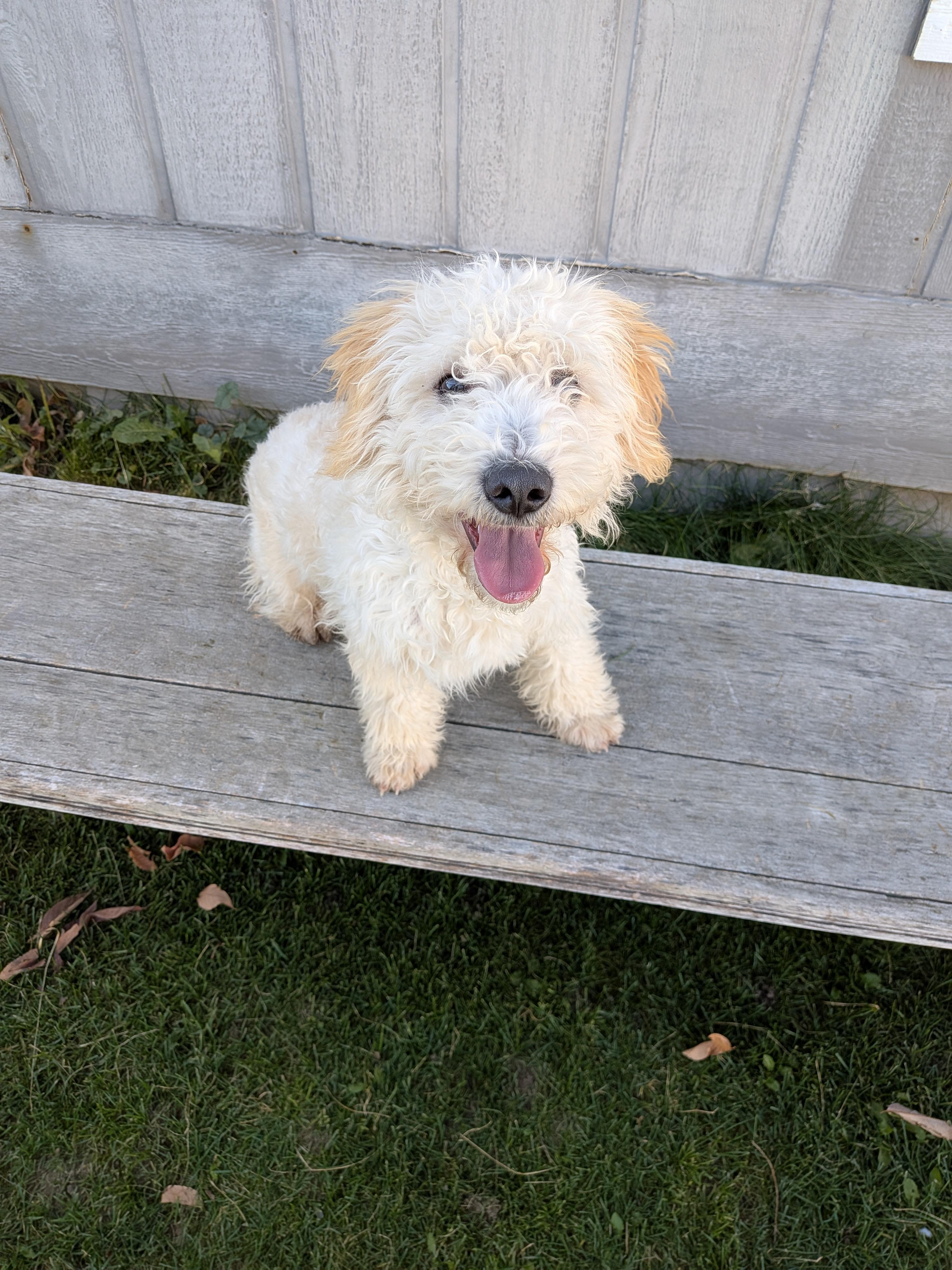 Enlarge Bo, a Adoptable mixed breed in Hermiston, OR image 2/5