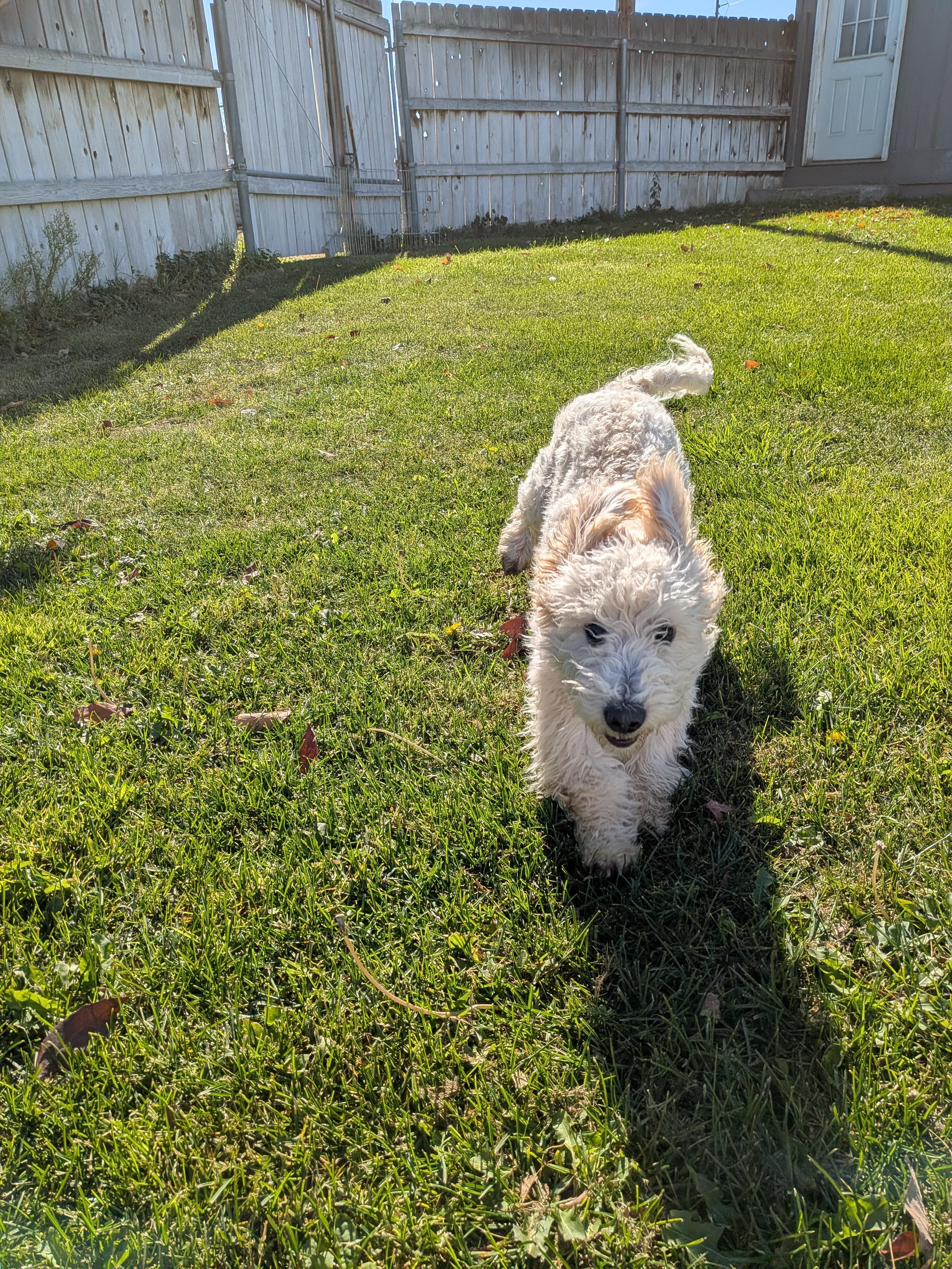 Enlarge Bo, a Adoptable mixed breed in Hermiston, OR image 4/5
