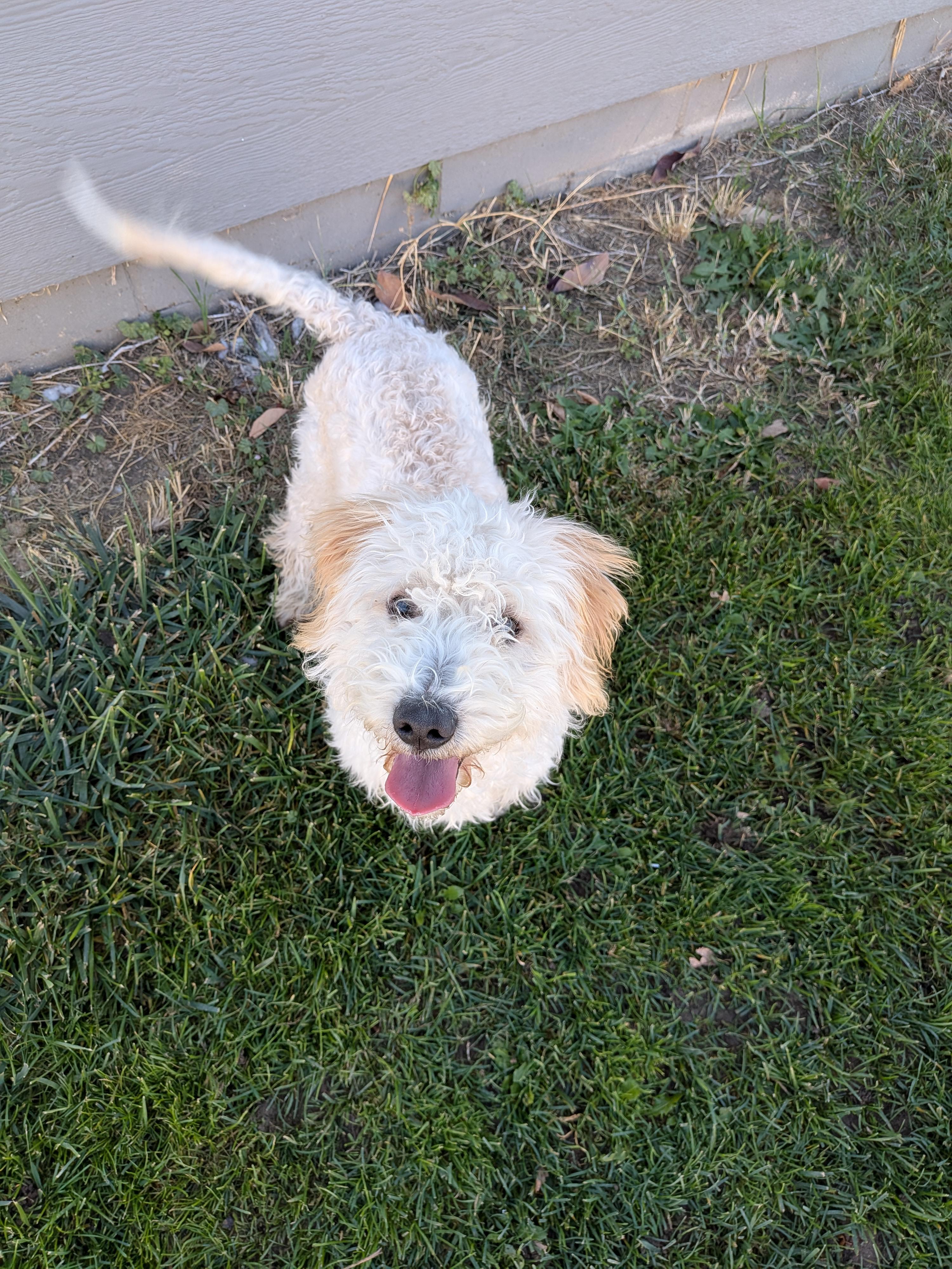 Enlarge Bo, a Adoptable mixed breed in Hermiston, OR image 3/5