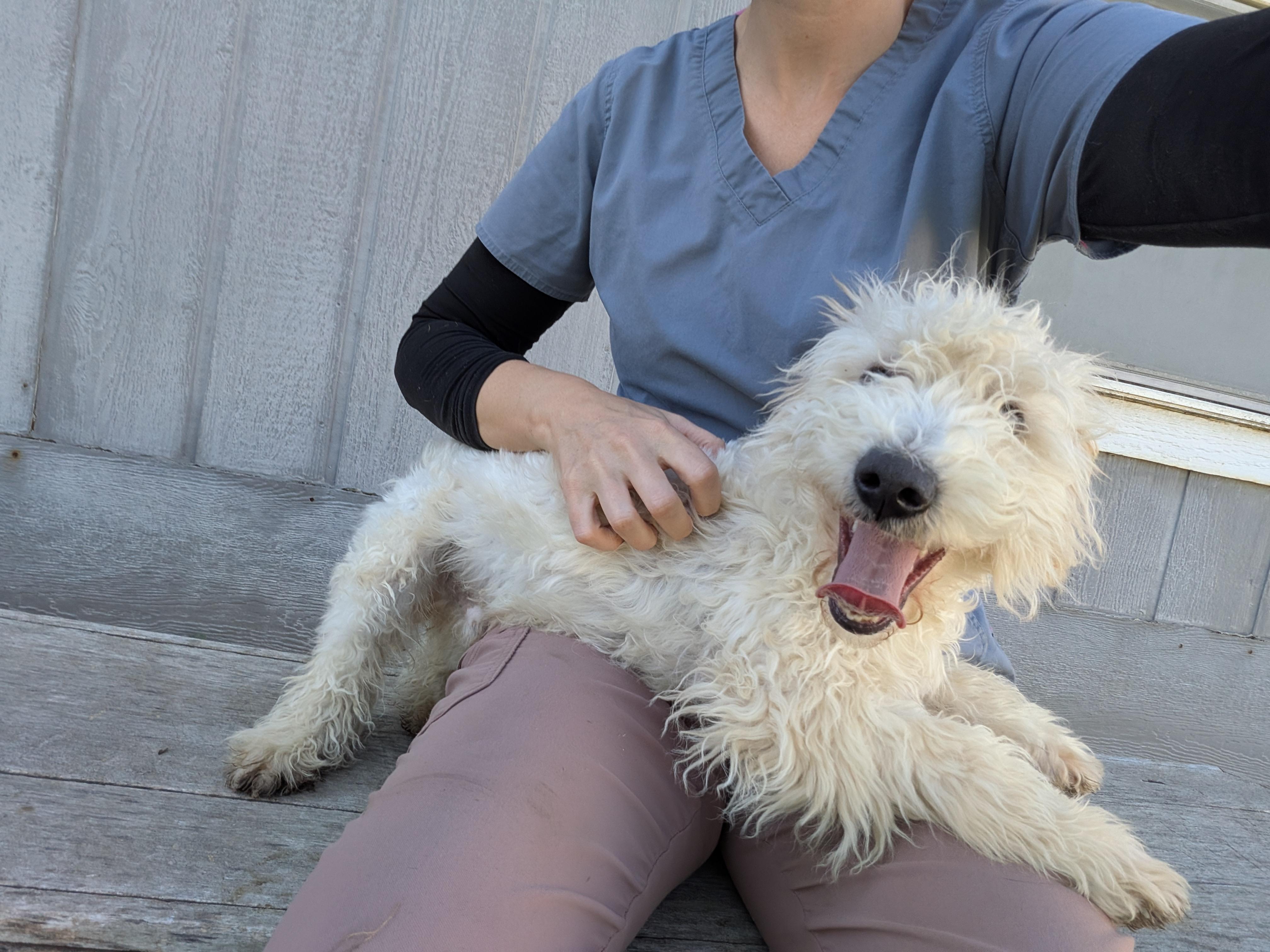 Enlarge Bo, a Adoptable mixed breed in Hermiston, OR image 5/5