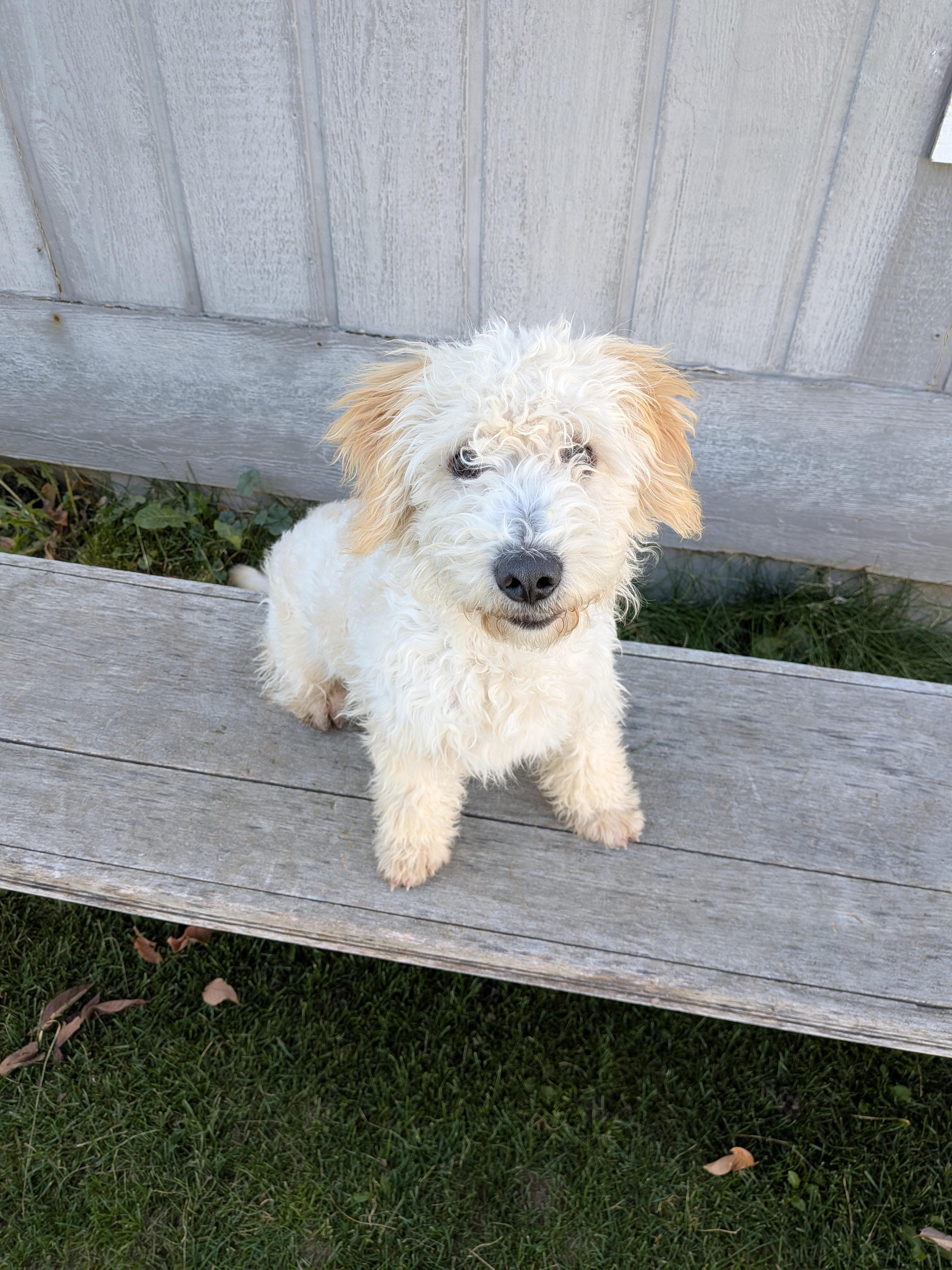 Enlarge Bo, a Adoptable mixed breed in Hermiston, OR image 1/5