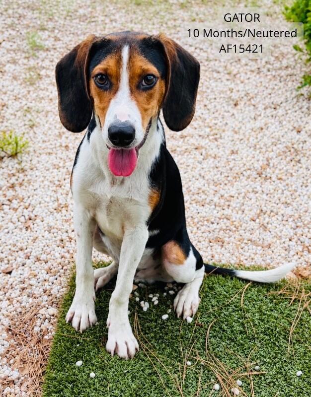 Gator, Adoptable, Adult Male Foxhound.