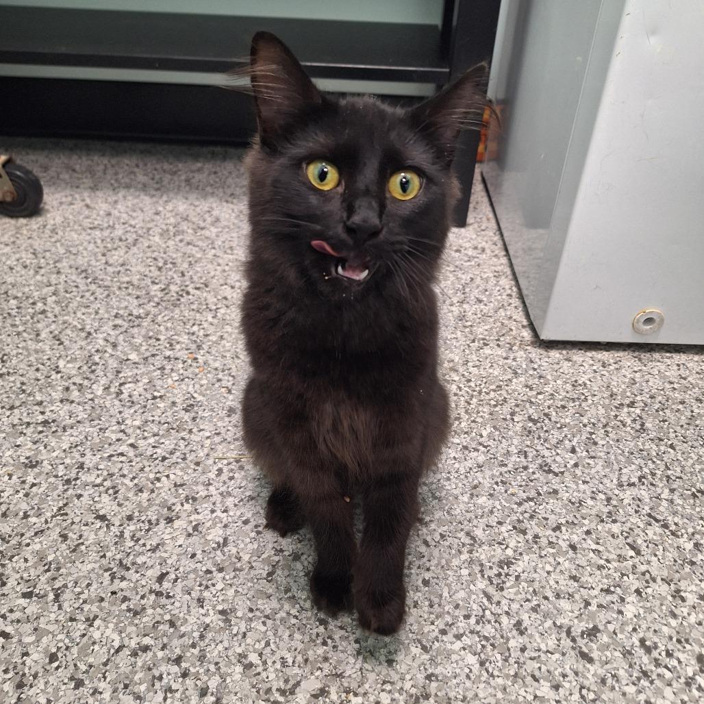 Smolder, Adoptable, Young Female Domestic Medium Hair.