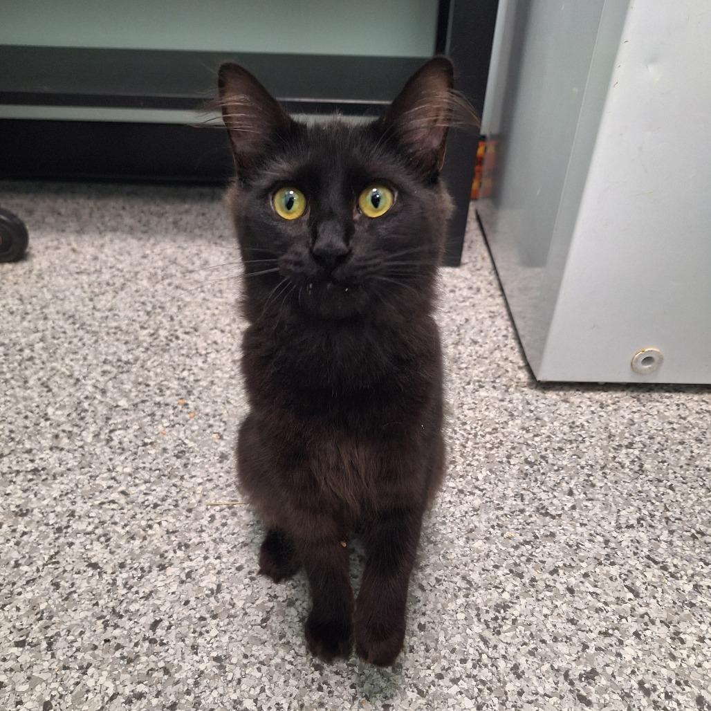 Enlarge Smolder, a Adoptable Domestic Medium Hair in Saskatoon, SK image 2/2