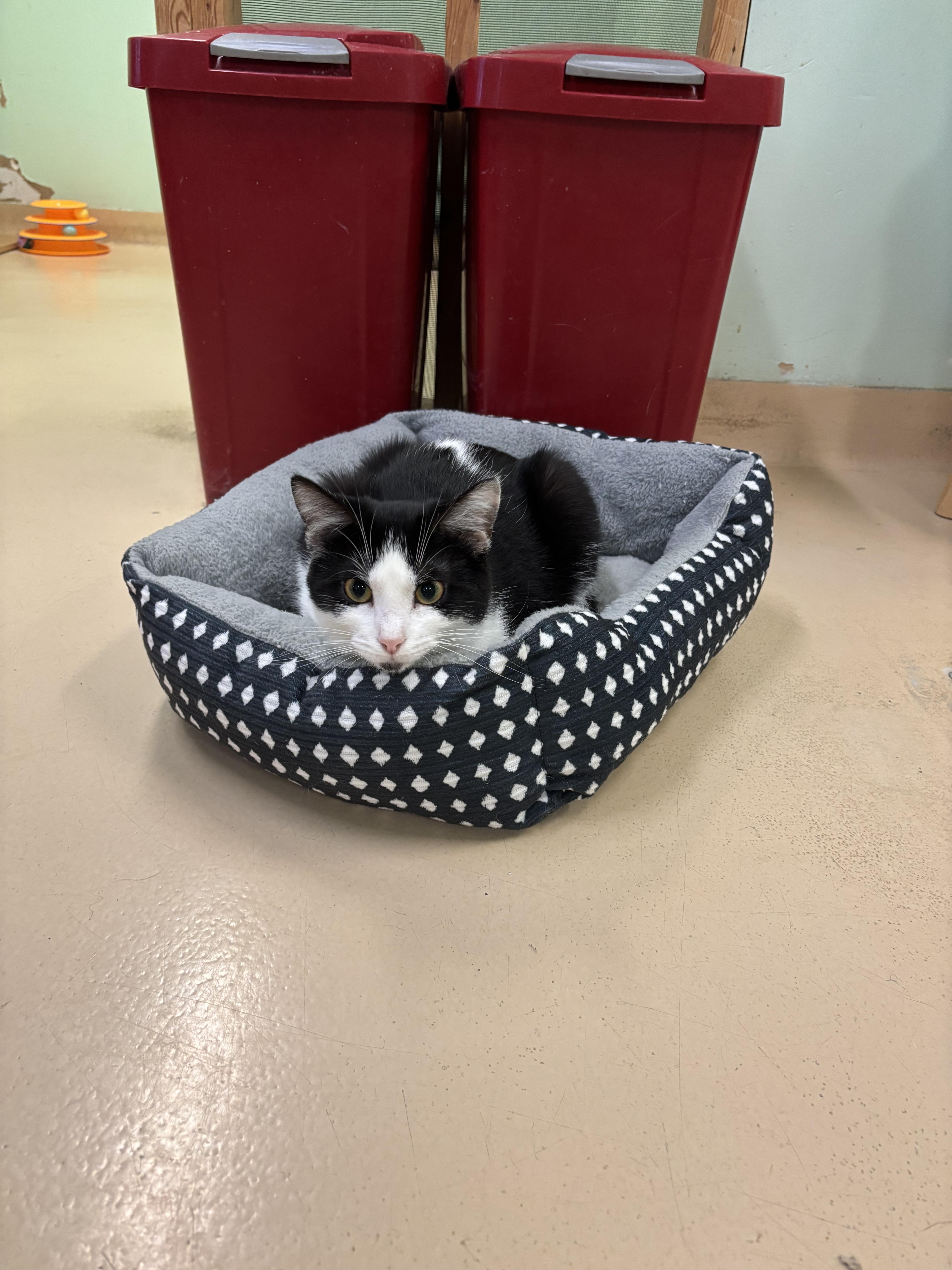 Enlarge Mona, a Adoptable Domestic Short Hair in Franklin, IN image 1/1