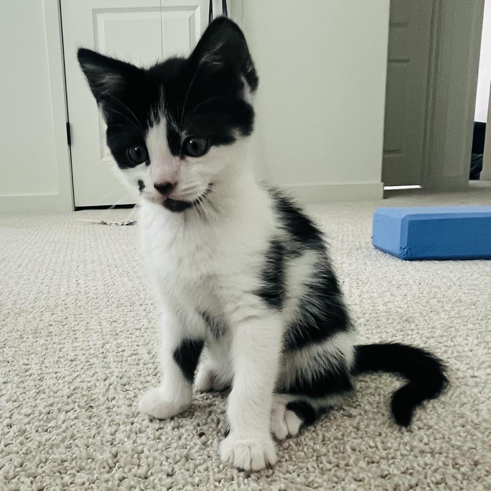 Cookie Crumble & Cookie Crisp, ADOPTABLE, Kitten Male Domestic Medium Hair.