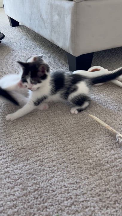 Enlarge Cookie Crumble & Cookie Crisp, a ADOPTABLE Domestic Medium Hair in Sacramento, CA video 2/5