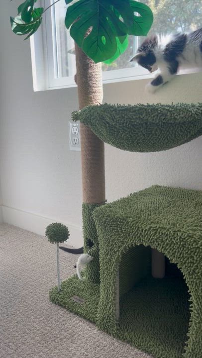 Enlarge Cookie Crumble & Cookie Crisp, a ADOPTABLE Domestic Medium Hair in Sacramento, CA video 4/5