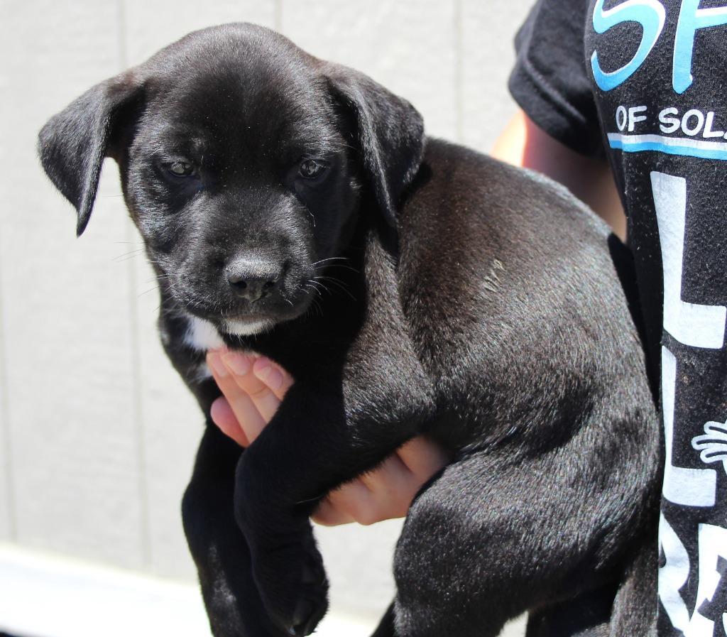 Jocelyn, Adoptable, Puppy Female Labrador Retriever & Mixed Breed.