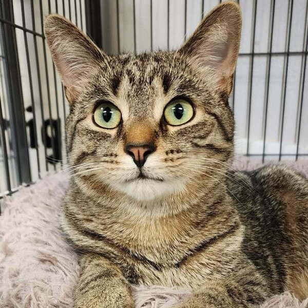 Colonel Mustard, Adoptable, Young Male Domestic Short Hair.