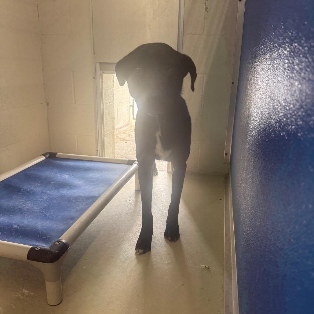 Enlarge Seagull, a Adoptable Black Labrador Retriever in Shelbyville, IL image 1/2