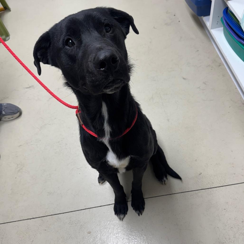Enlarge Seagull, a Adoptable Black Labrador Retriever in Shelbyville, IL image 2/2