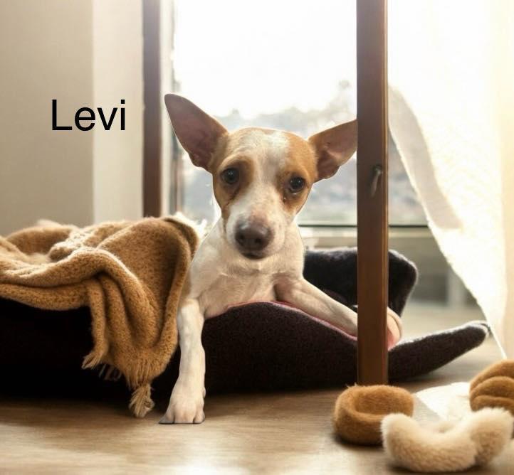 Levi