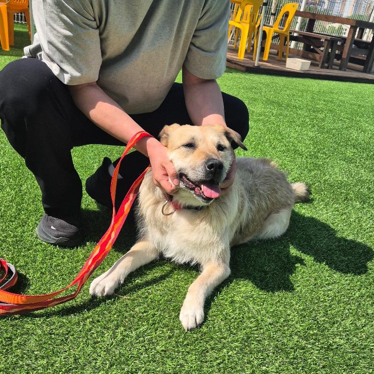 Enlarge Ov, a ADOPTABLE mixed breed in Manchester , NH image 4/4