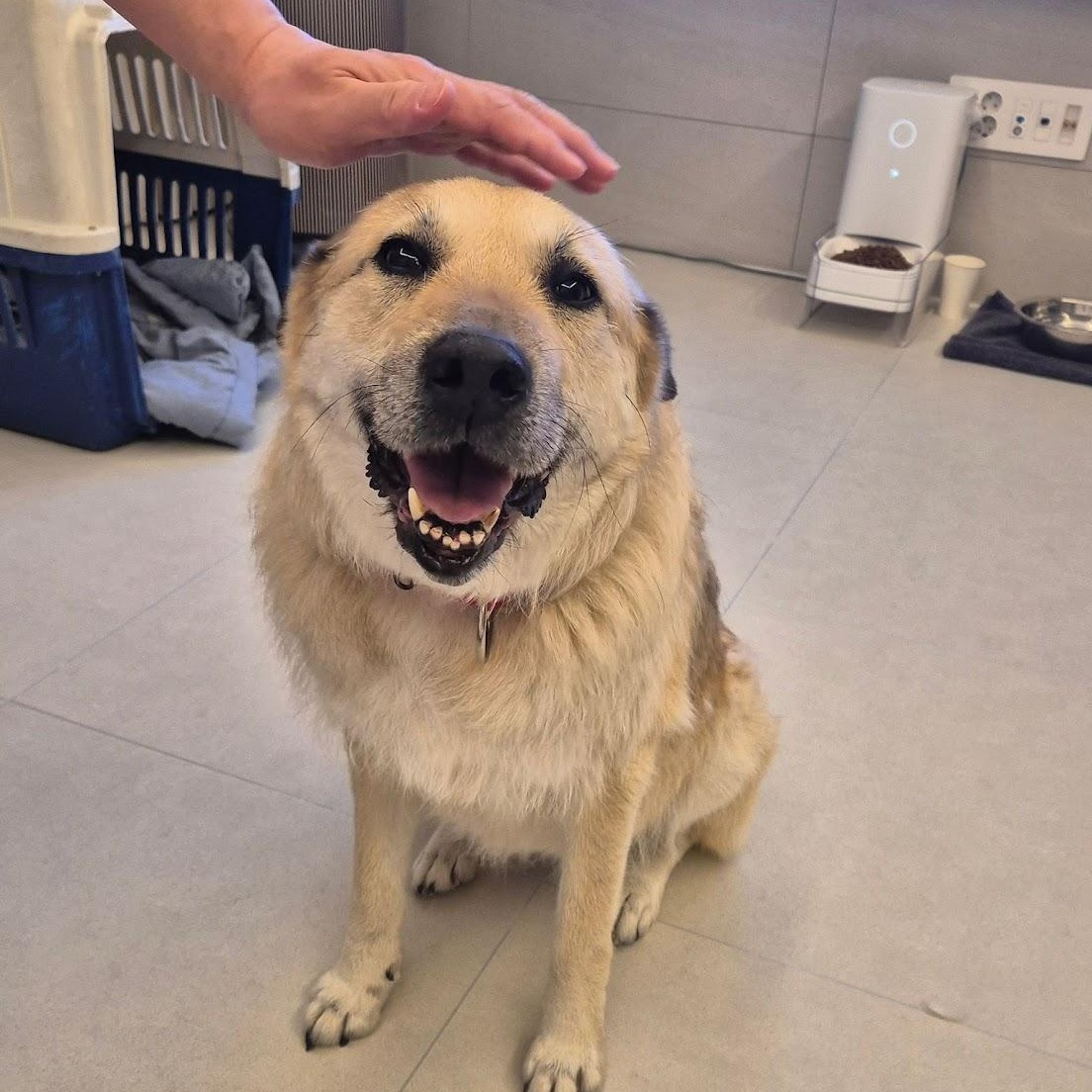 Ov, ADOPTABLE, Young Female Great Pyrenees & Jindo.
