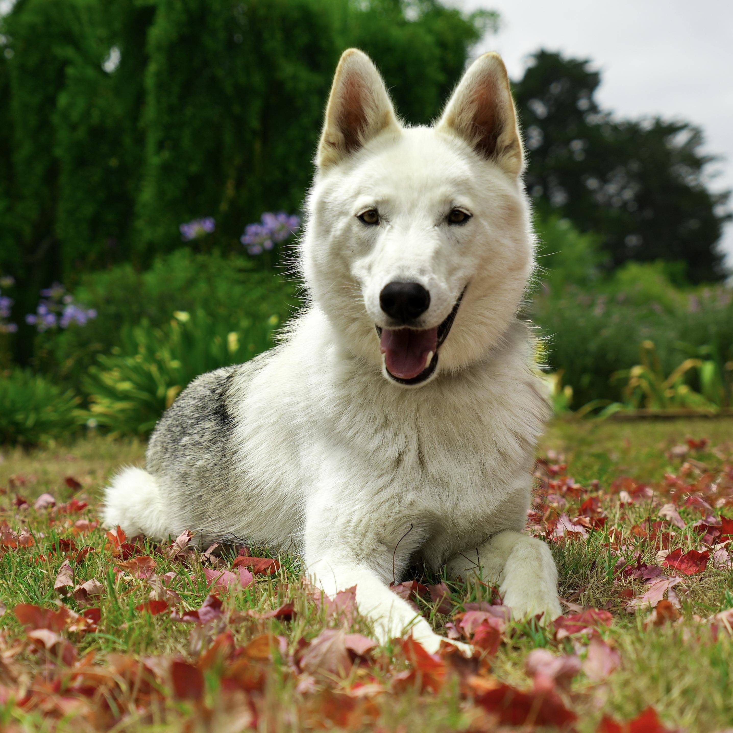 Enlarge Ken, a Adoptable mixed breed in Petaluma, CA image 1/4