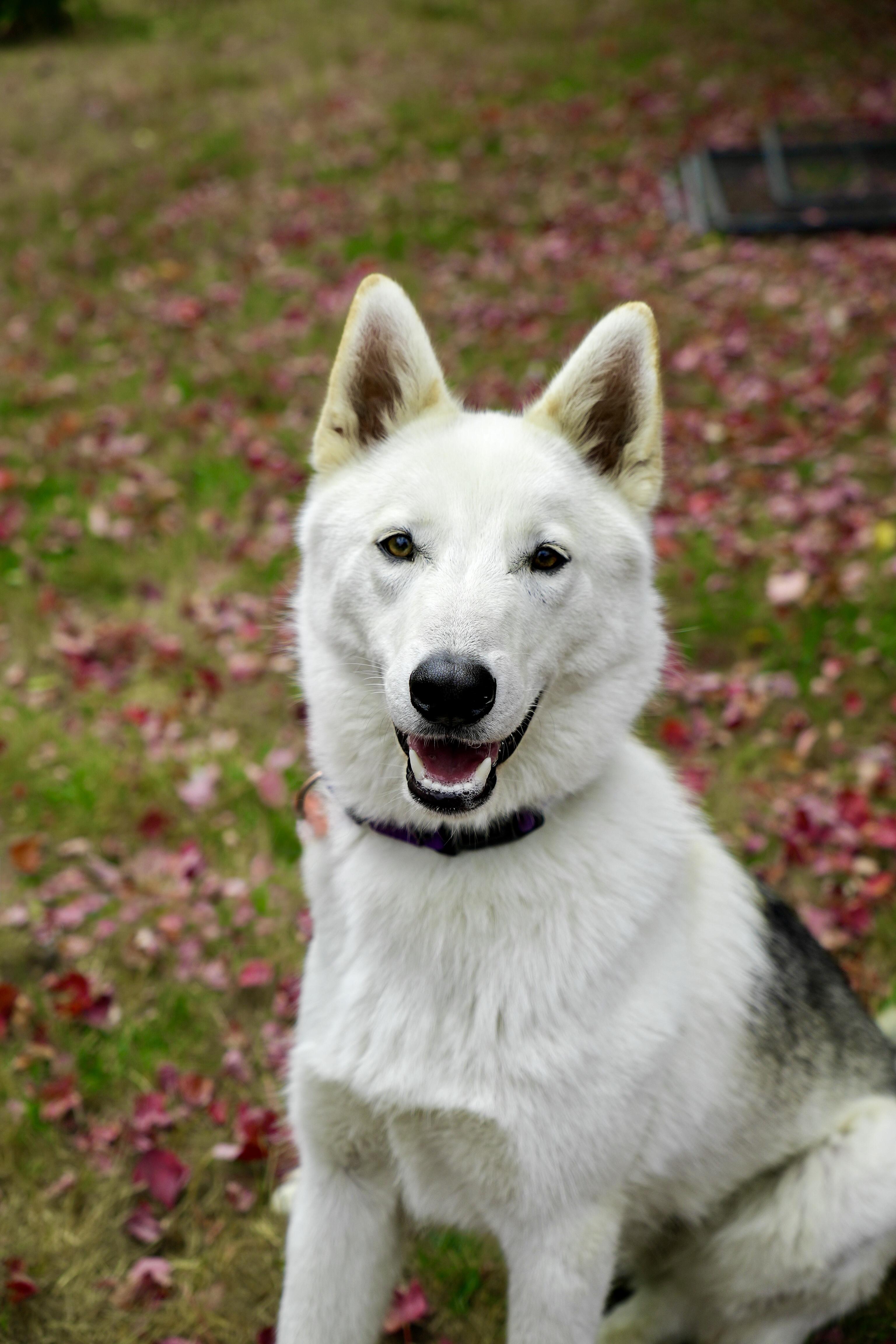 Enlarge Ken, a Adoptable mixed breed in Petaluma, CA image 3/4