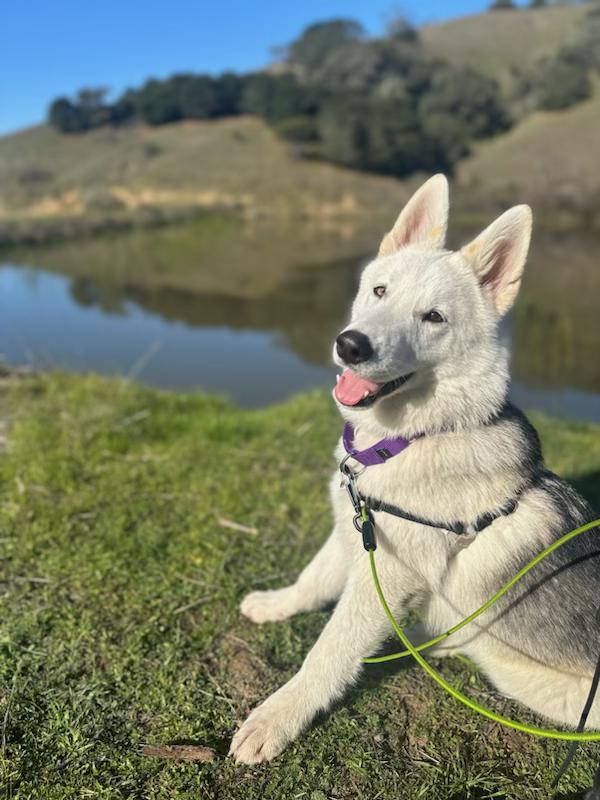 Enlarge Ken, a Adoptable mixed breed in Petaluma, CA image 2/4