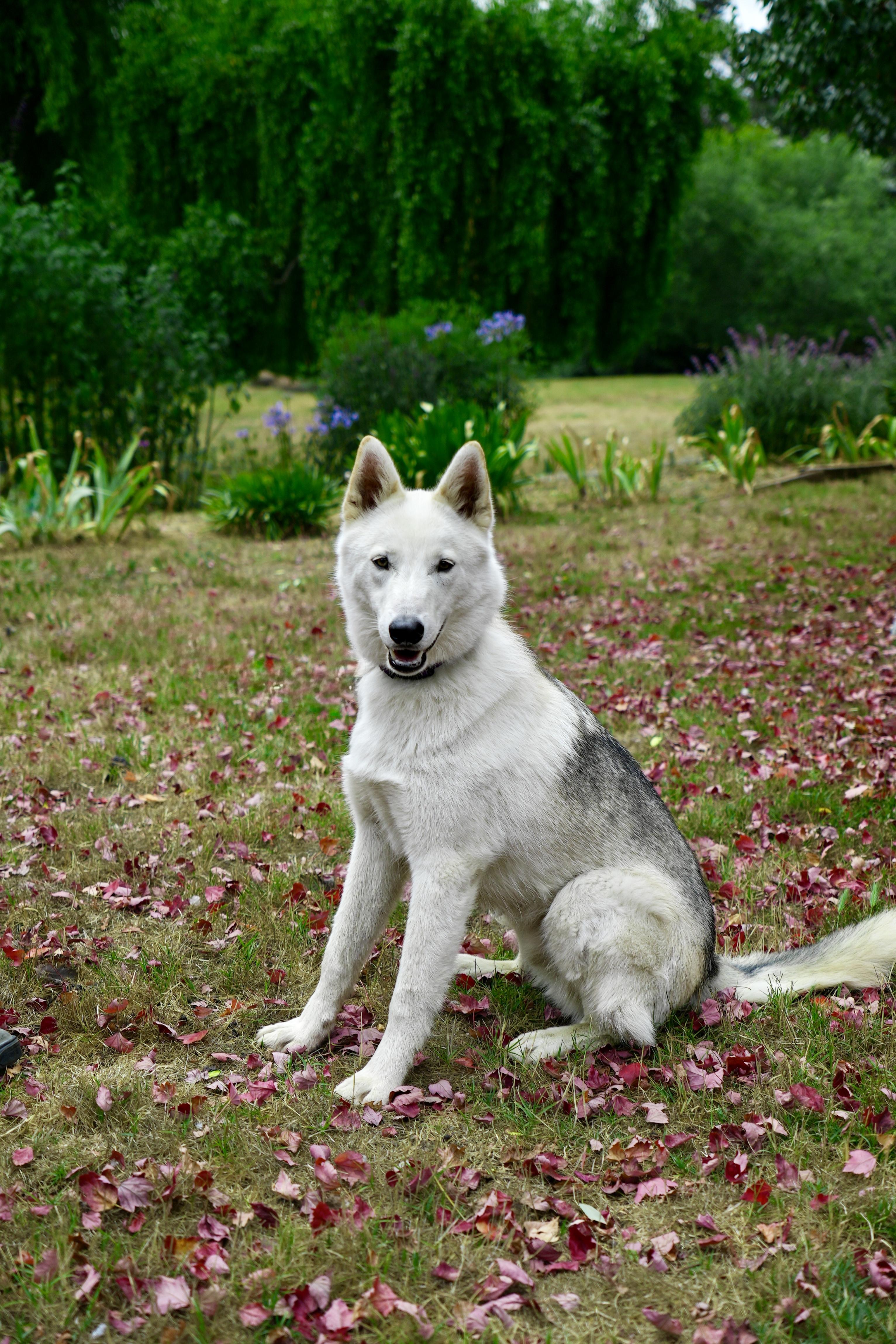 Enlarge Ken, a Adoptable mixed breed in Petaluma, CA image 4/4