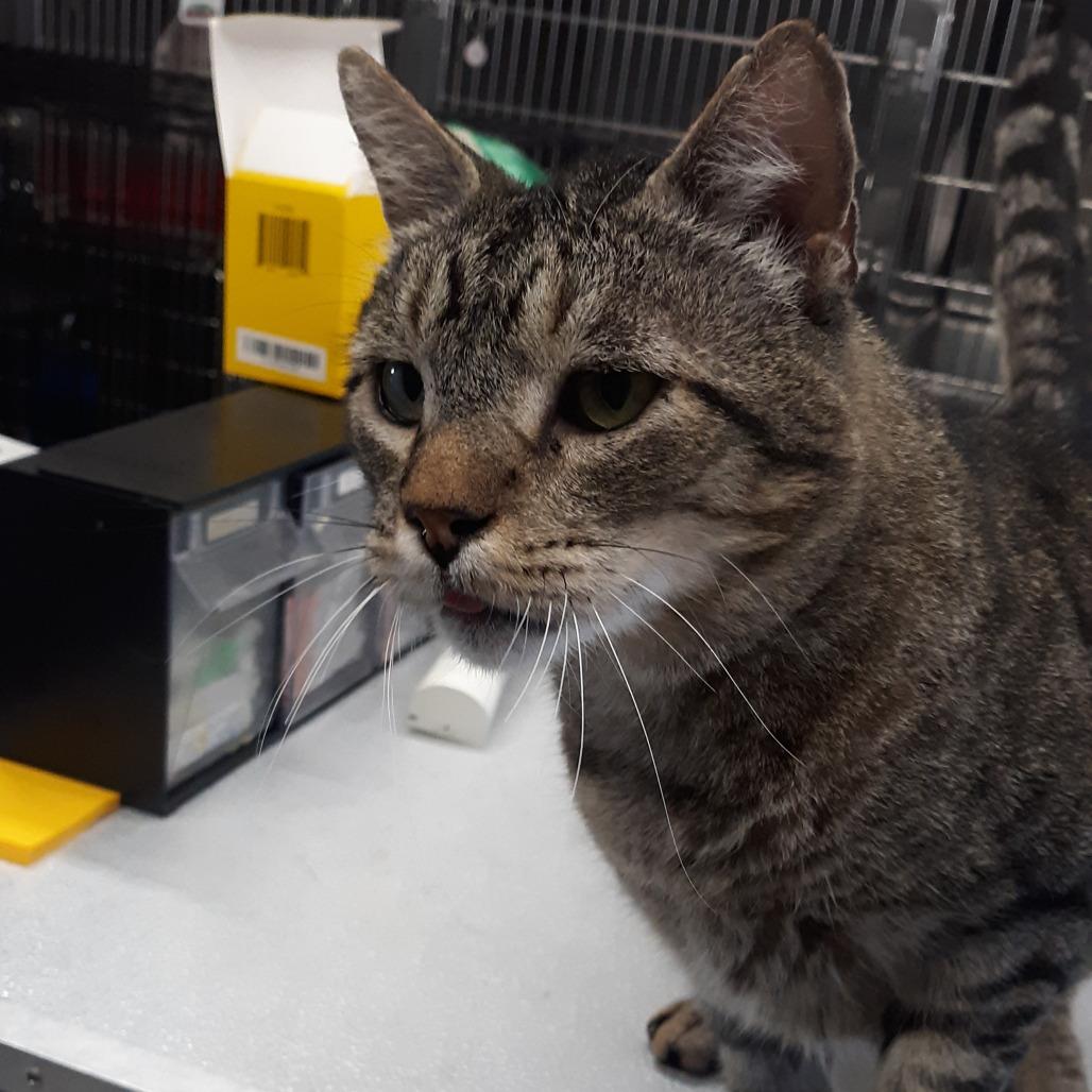 Enlarge Talkin' Bob, a Adoptable Domestic Short Hair in Spokane, WA image 1/1