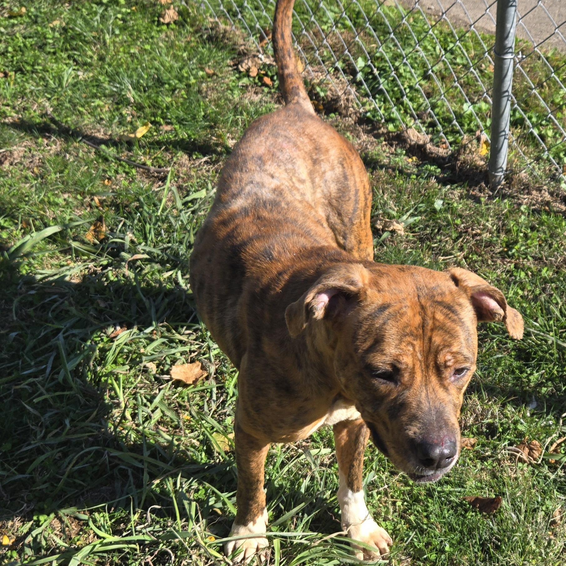 Enlarge Abby, a Adoptable Terrier in Xenia , OH image 5/6