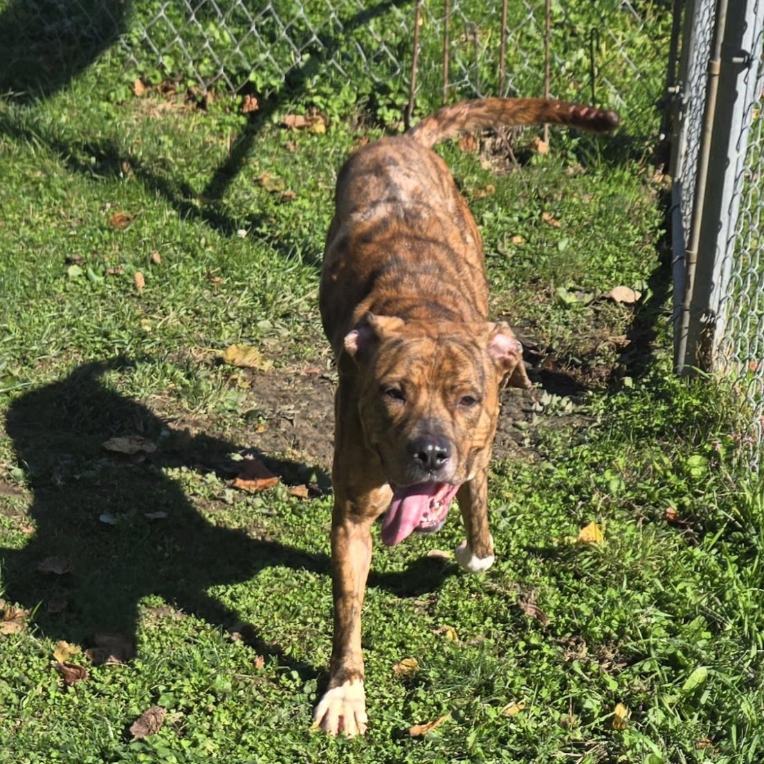 Enlarge Abby, a Adoptable Terrier in Xenia , OH image 3/6