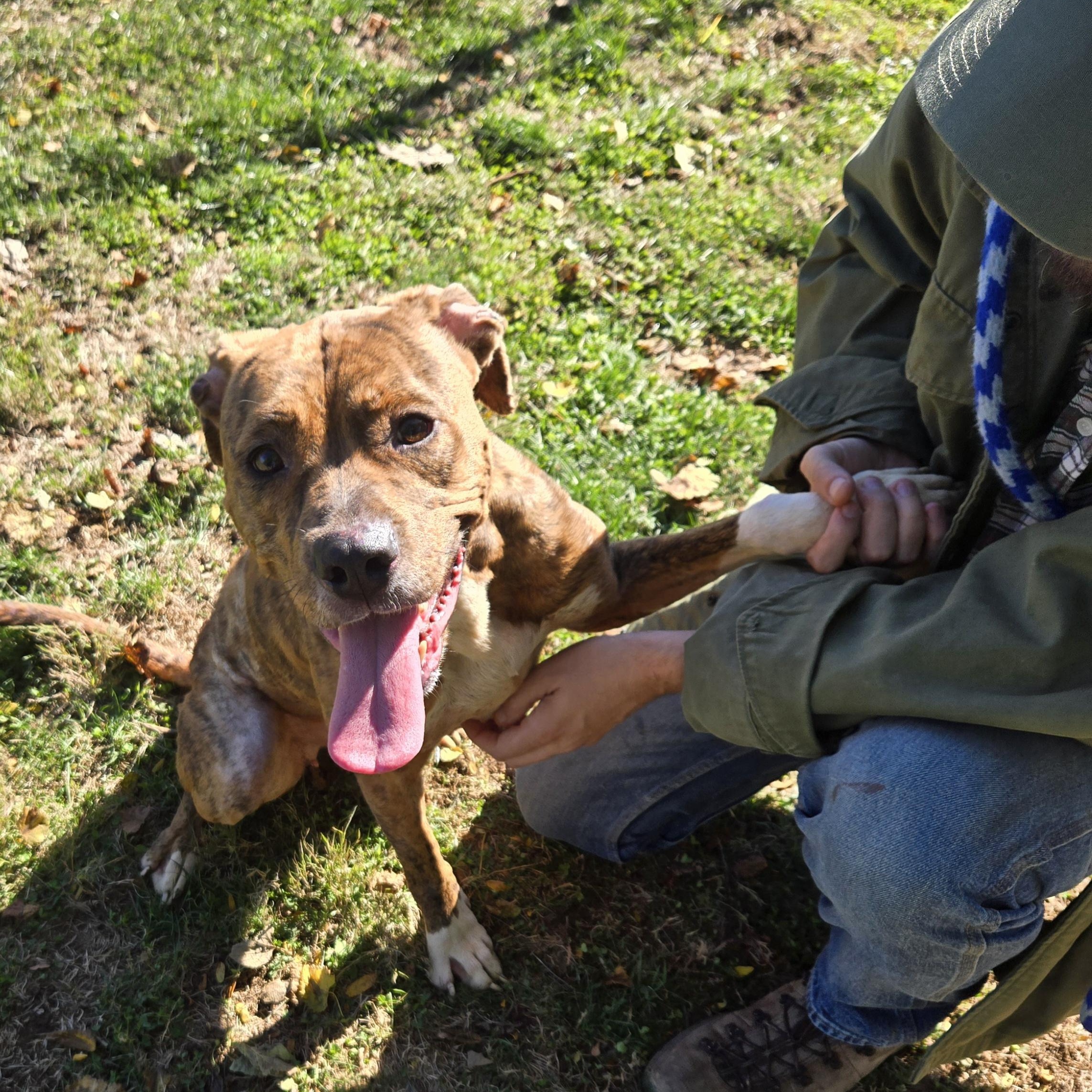 Enlarge Abby, a Adoptable Terrier in Xenia , OH image 6/6