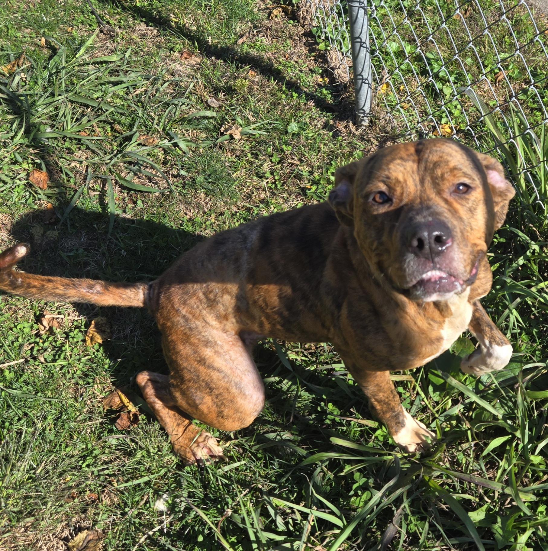 Abby, Adoptable, Adult Female Terrier.