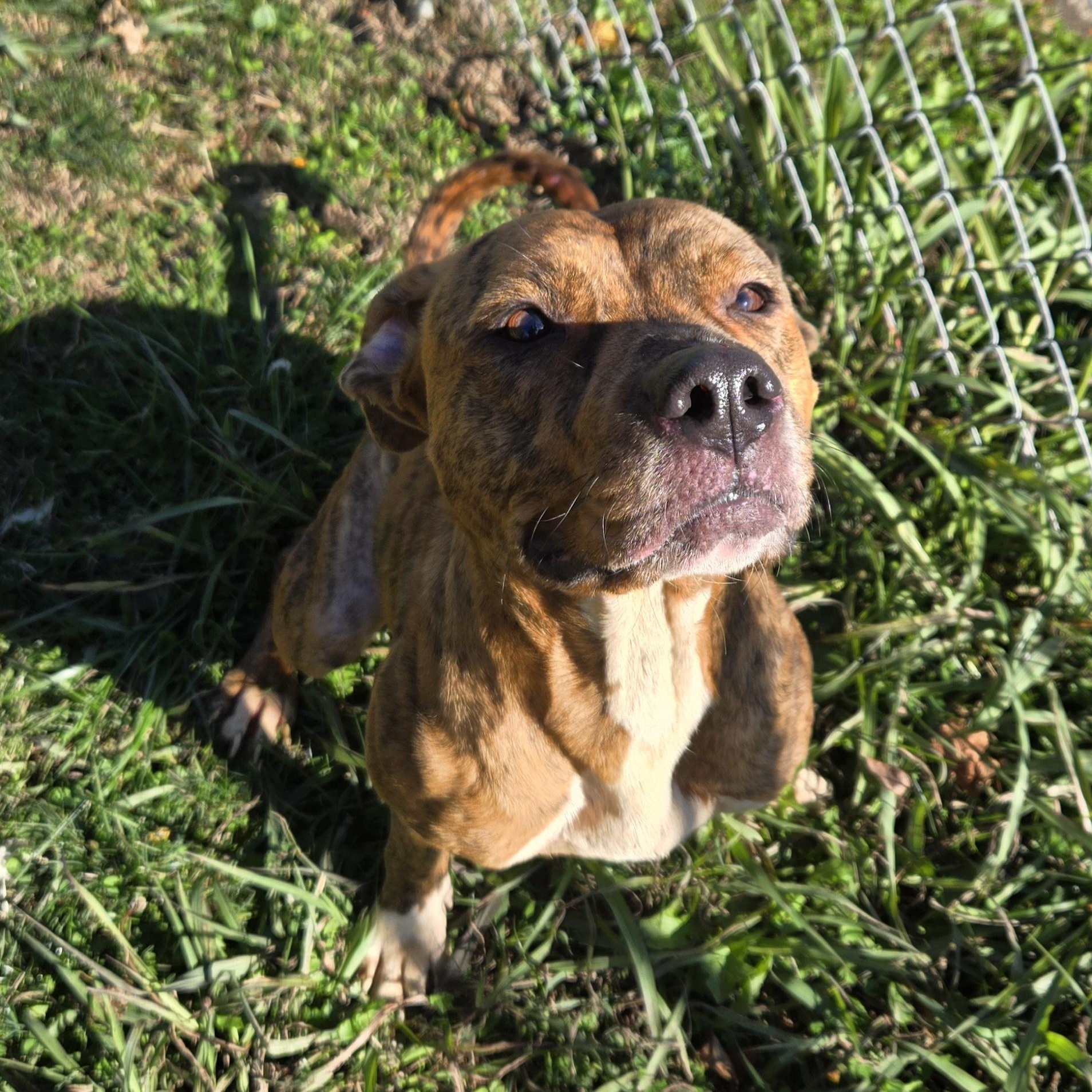 Enlarge Abby, a Adoptable Terrier in Xenia , OH image 4/6