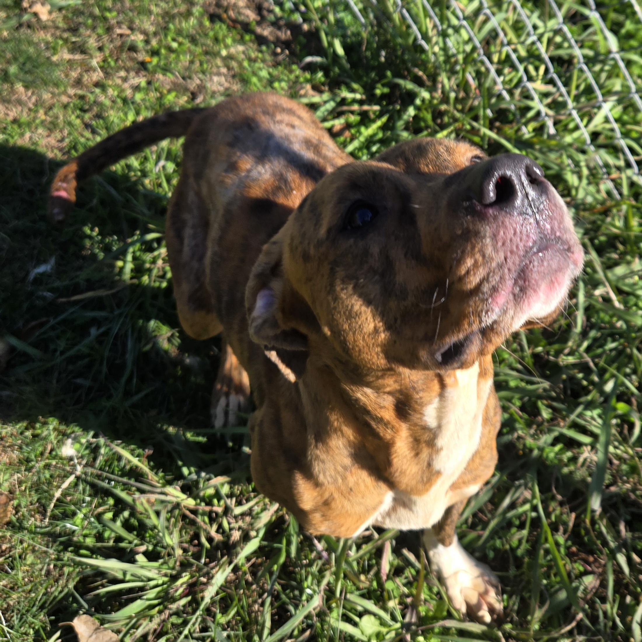 Enlarge Abby, a Adoptable Terrier in Xenia , OH image 2/6
