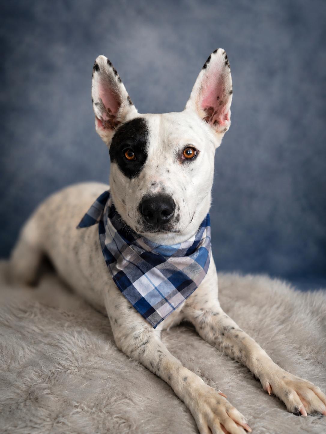 Shawshank, a ADOPTABLE mixed breed in Menifee, CA image 1/6