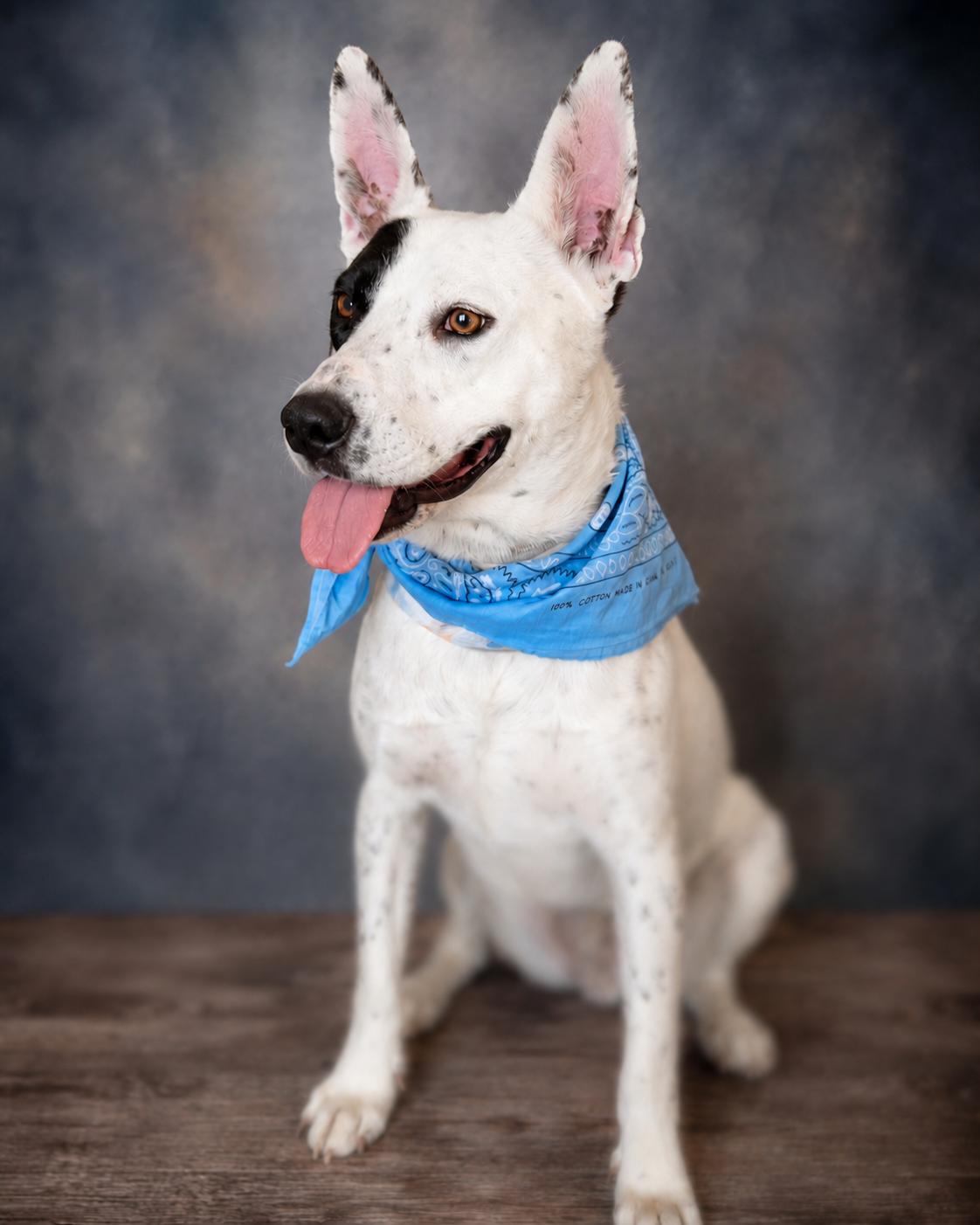 Shawshank, a ADOPTABLE mixed breed in Menifee, CA image 4/6