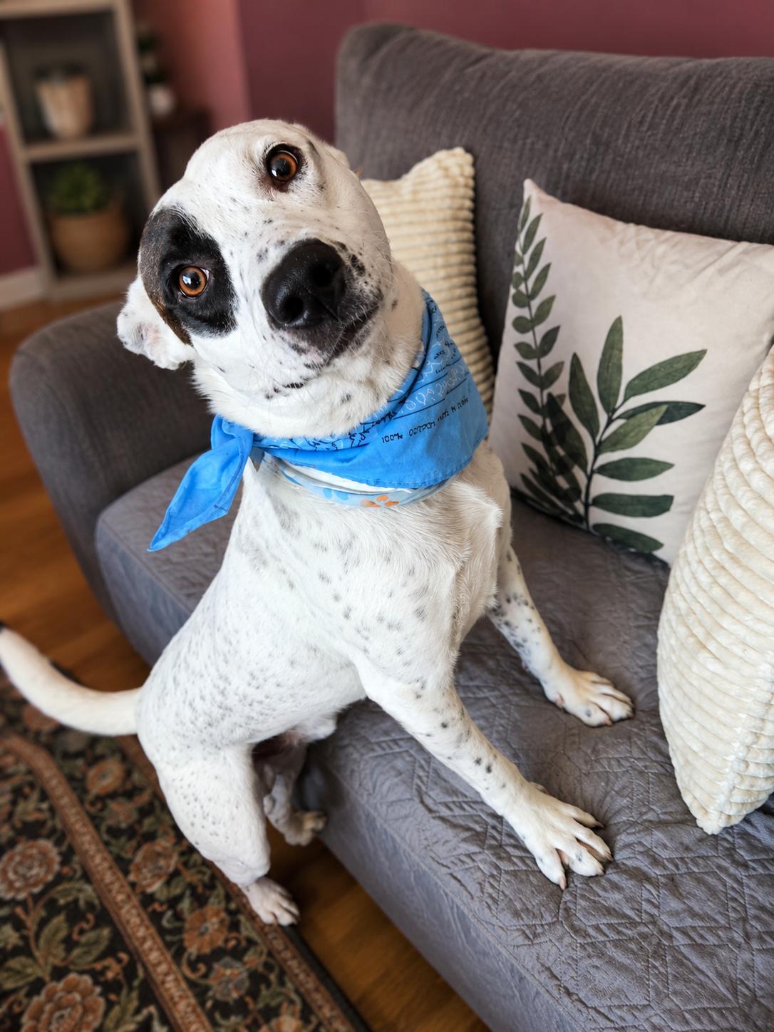 Shawshank, a ADOPTABLE mixed breed in Menifee, CA image 6/6