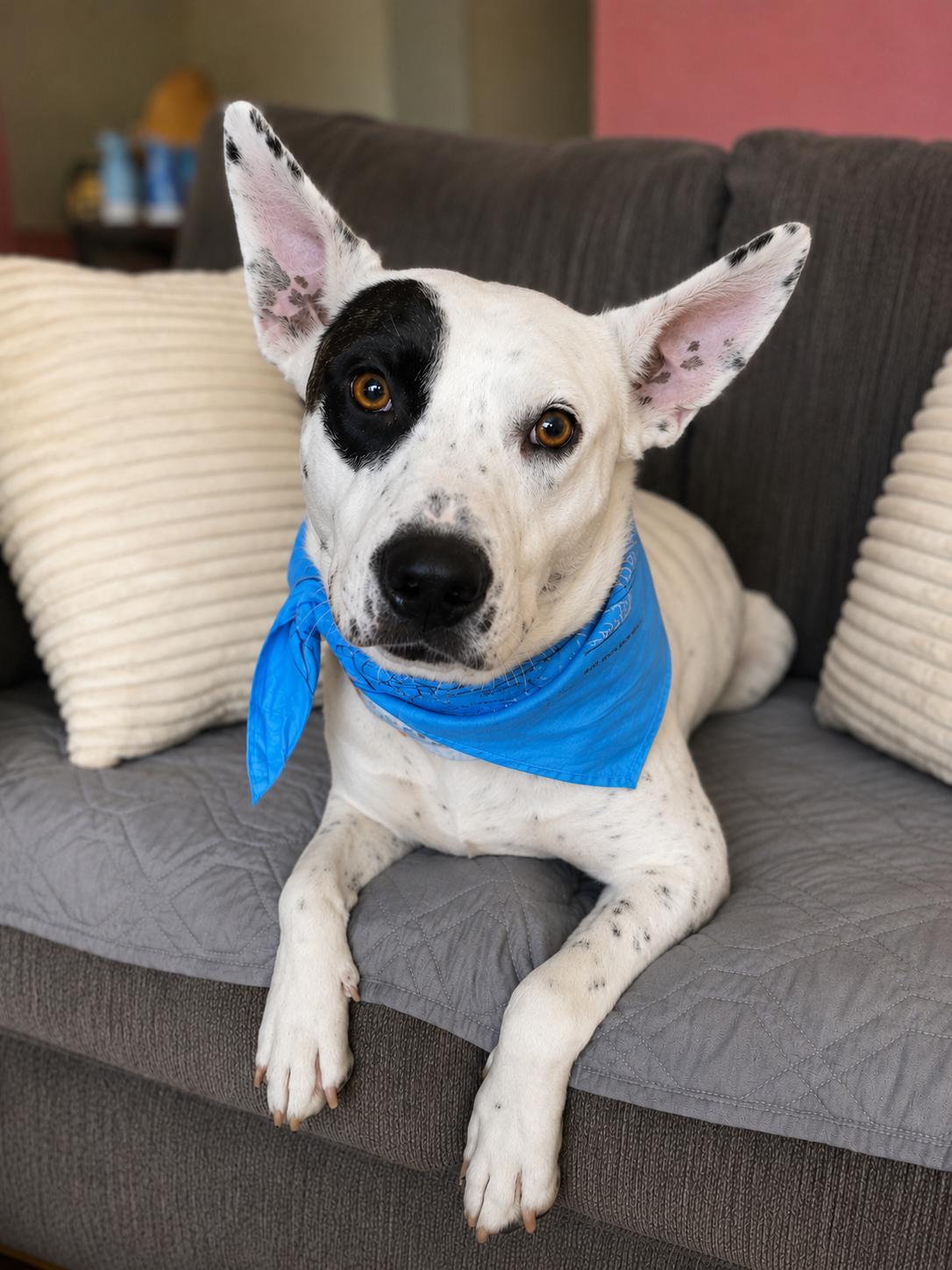Shawshank, a ADOPTABLE mixed breed in Menifee, CA image 3/6