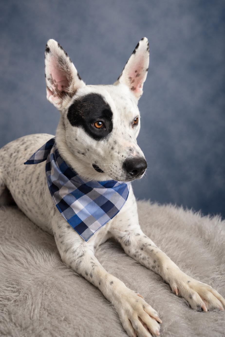 Shawshank, a ADOPTABLE mixed breed in Menifee, CA image 5/6