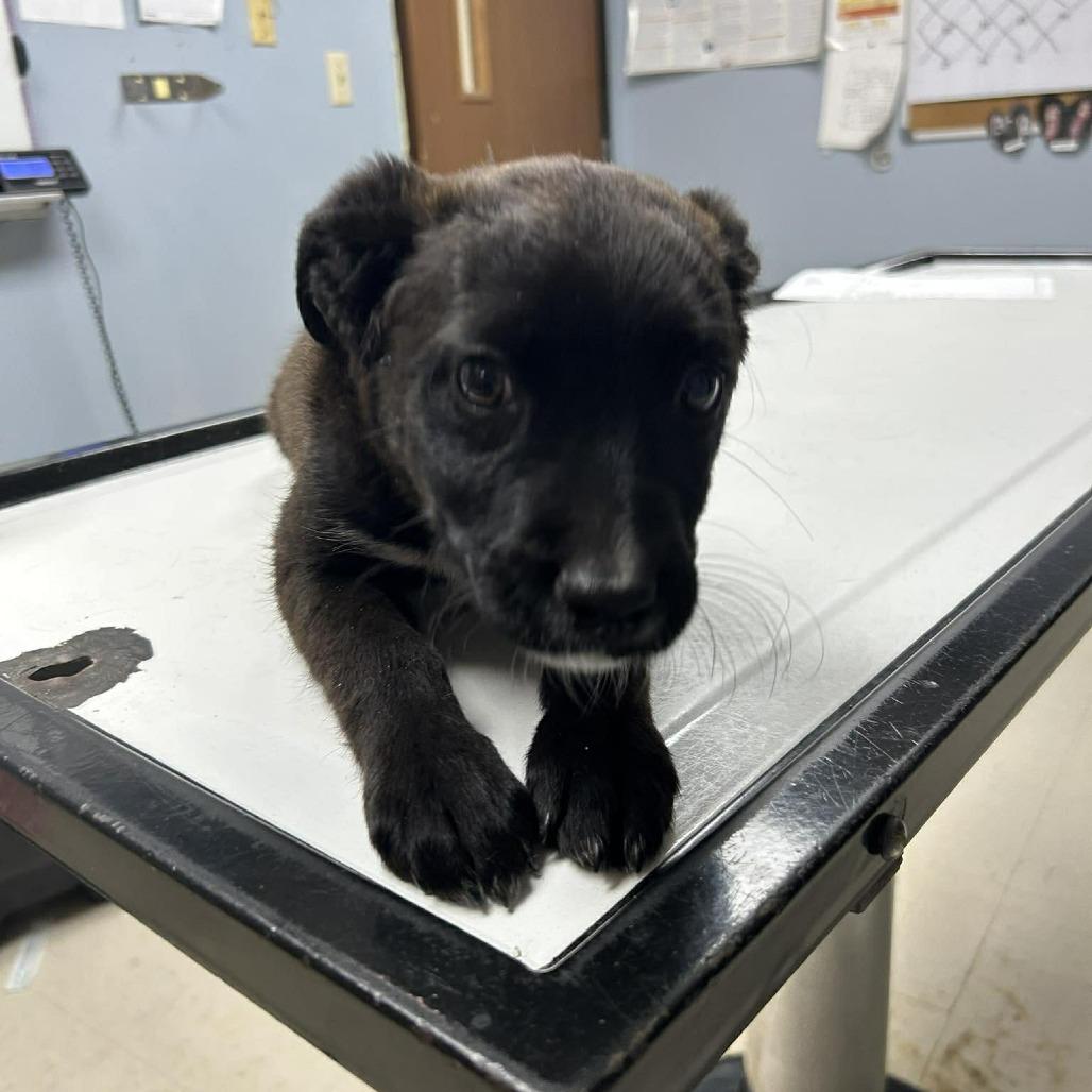 Enlarge Millie, an adopted mixed breed in Fort Collins, CO image 3/5
