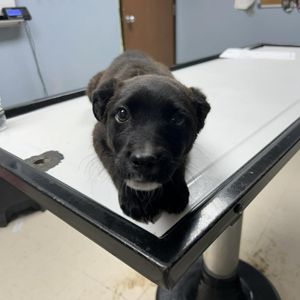 Enlarge Millie, an adopted mixed breed in Fort Collins, CO image 2/5