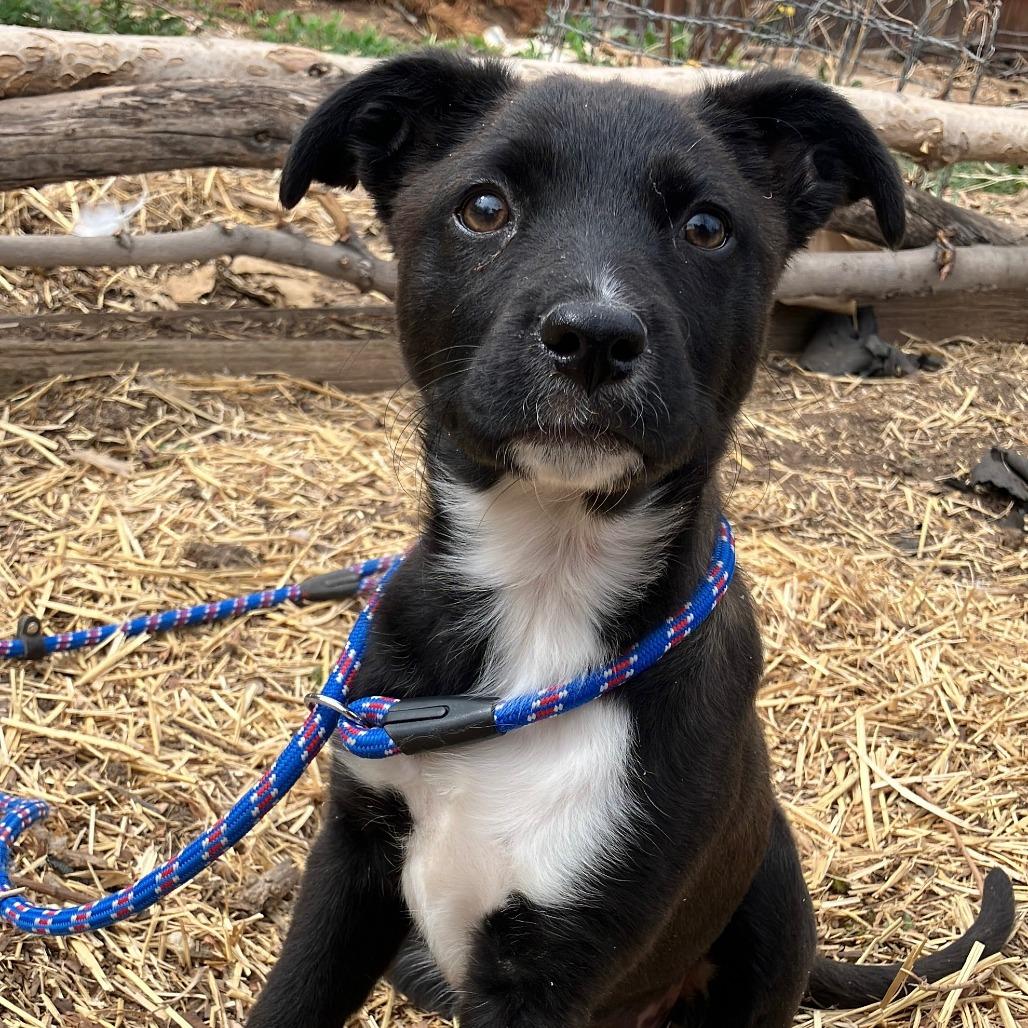 Millie, adopted, Puppy Female Border Collie.