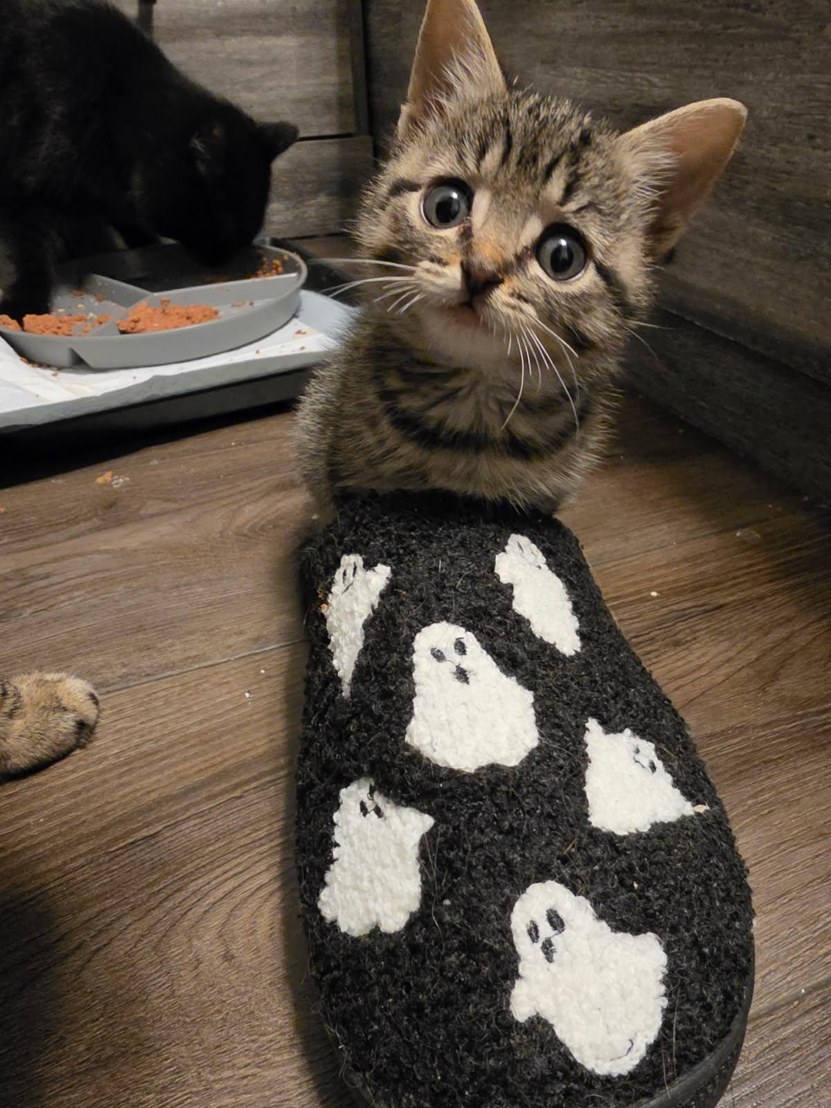 Enlarge Lucy, a Adoptable Domestic Short Hair in Zephyr, ON image 1/1