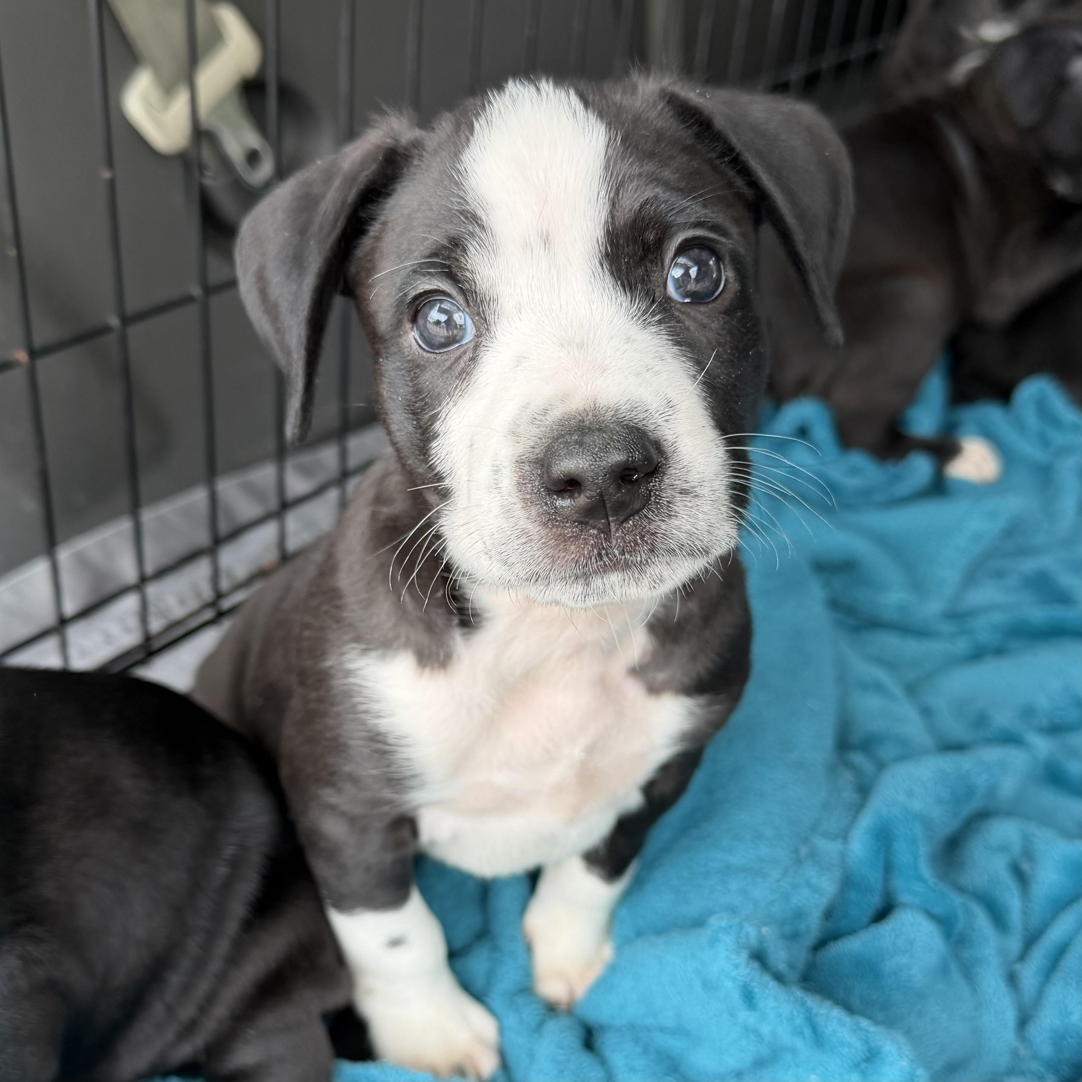 Enlarge Palmer's, a ADOPTABLE mixed breed in Columbia, SC image 1/4